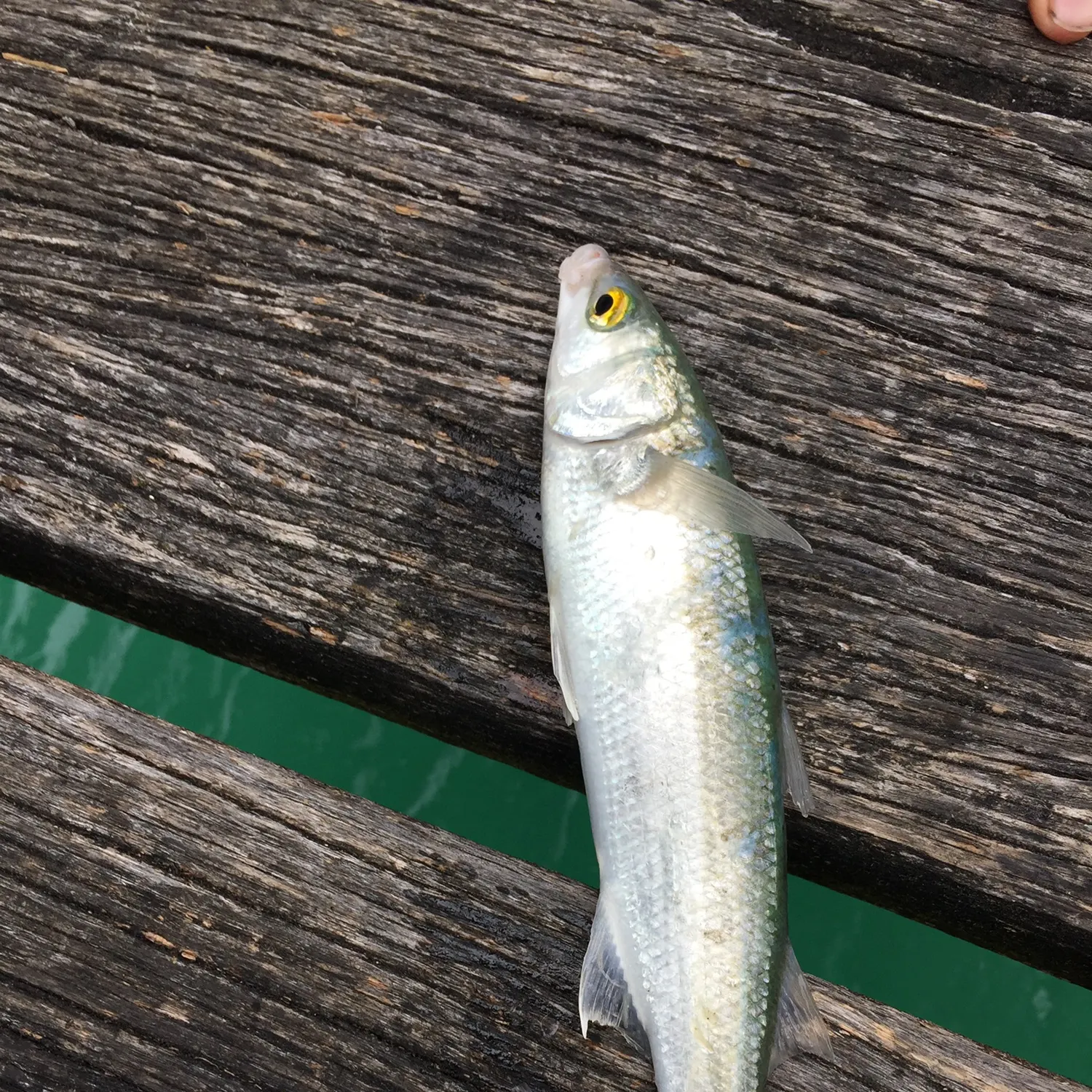 The most recent Yellow-eye mullet catches on Fishbrain
