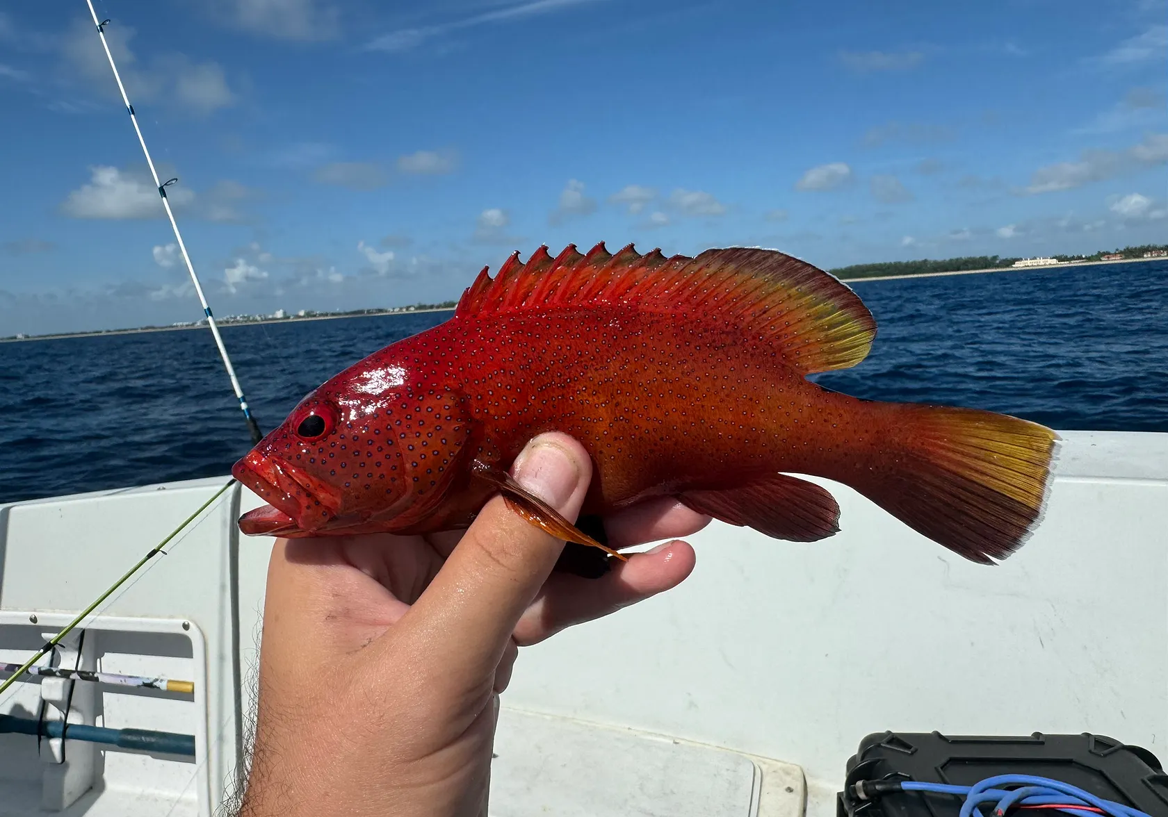 Coney grouper