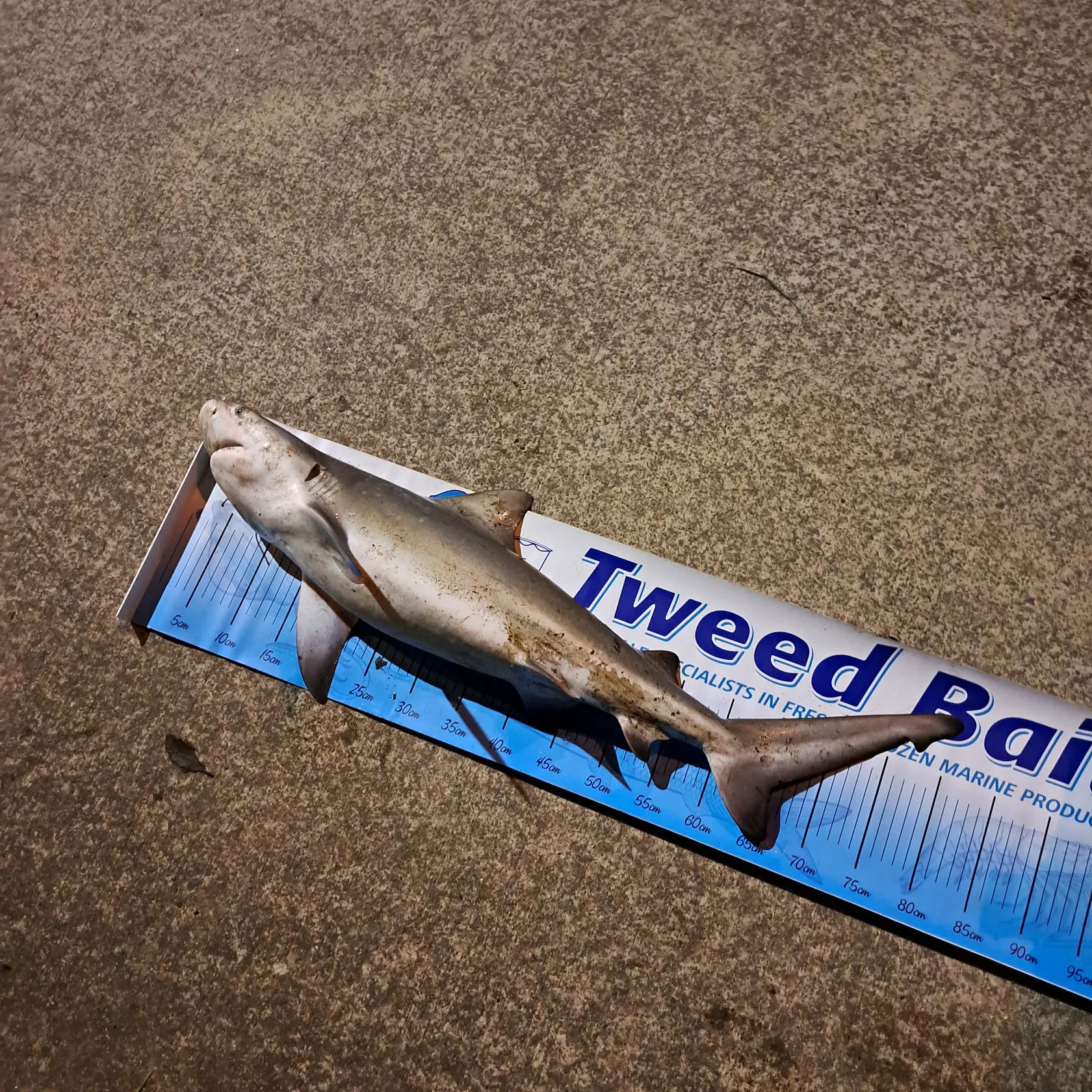 The most recent Bull shark catches on Fishbrain