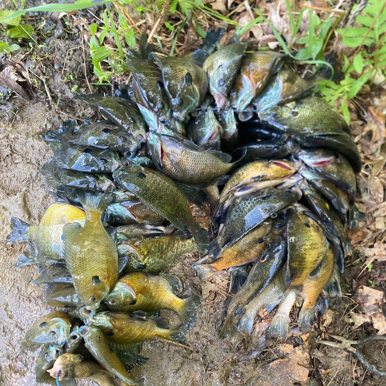 angler catch