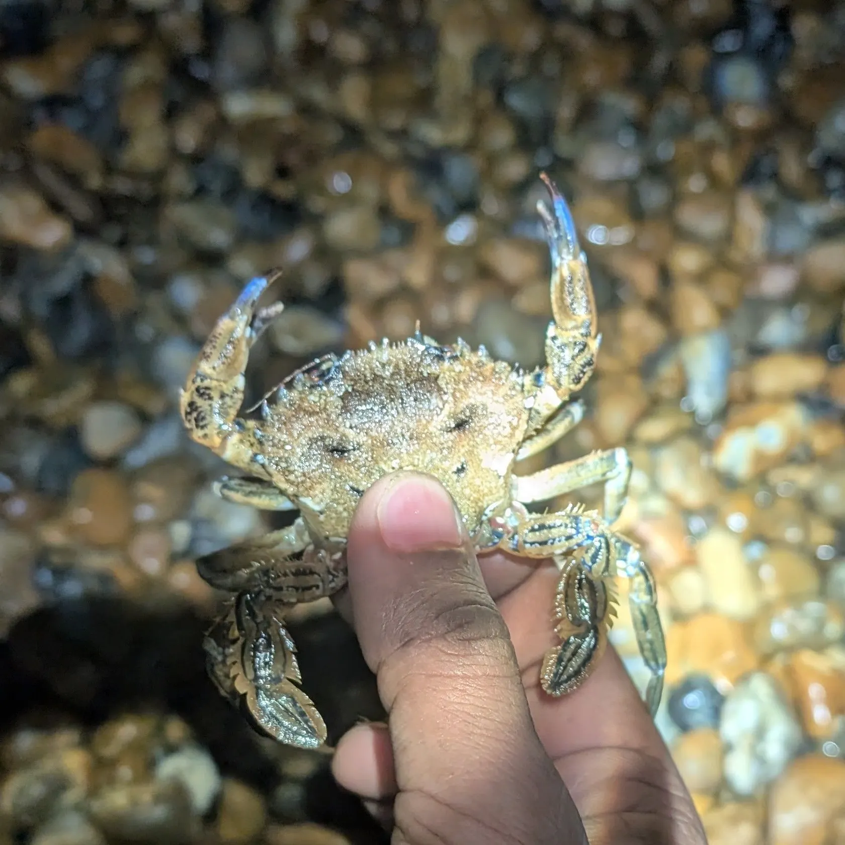 The most recent Thin-shelled rock crab catches on Fishbrain