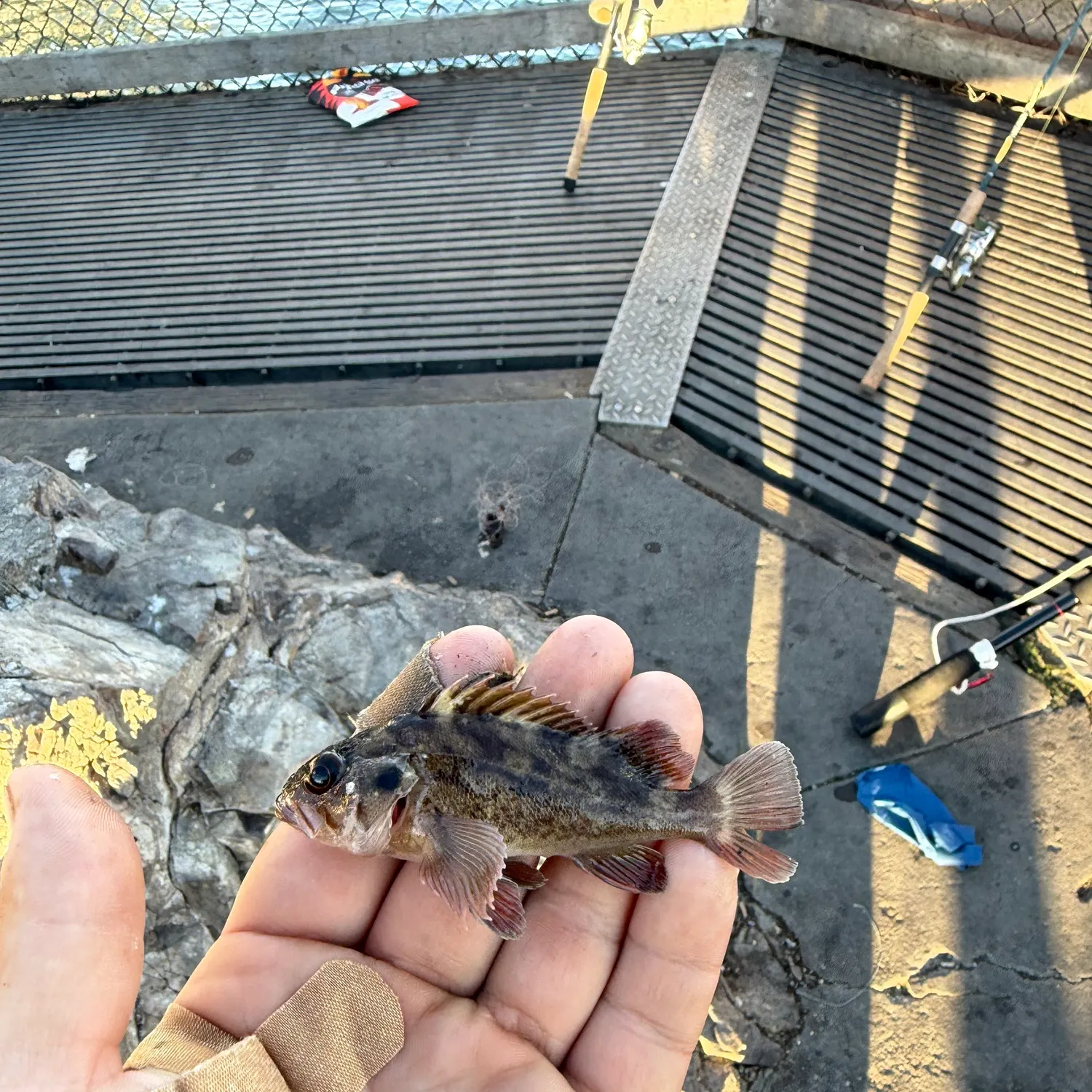 Grass rockfish caught on Fishbrain