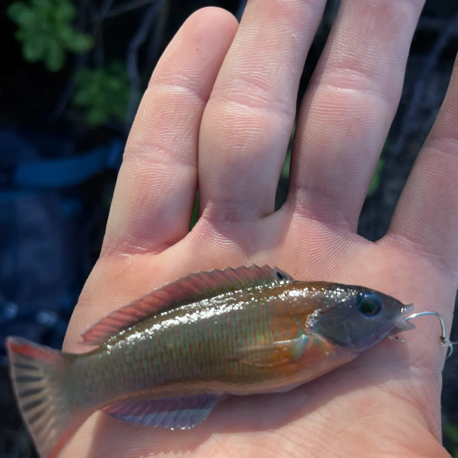 The most recent Saddle wrasse catches on Fishbrain