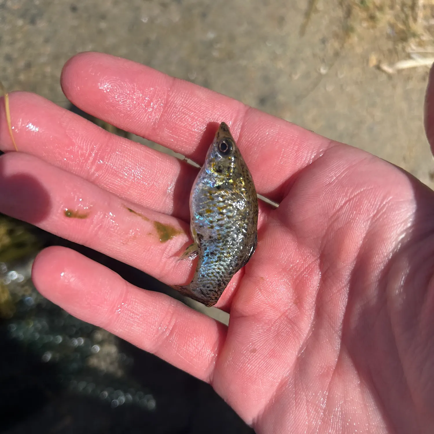 The most recent Shortfin molly catches on Fishbrain