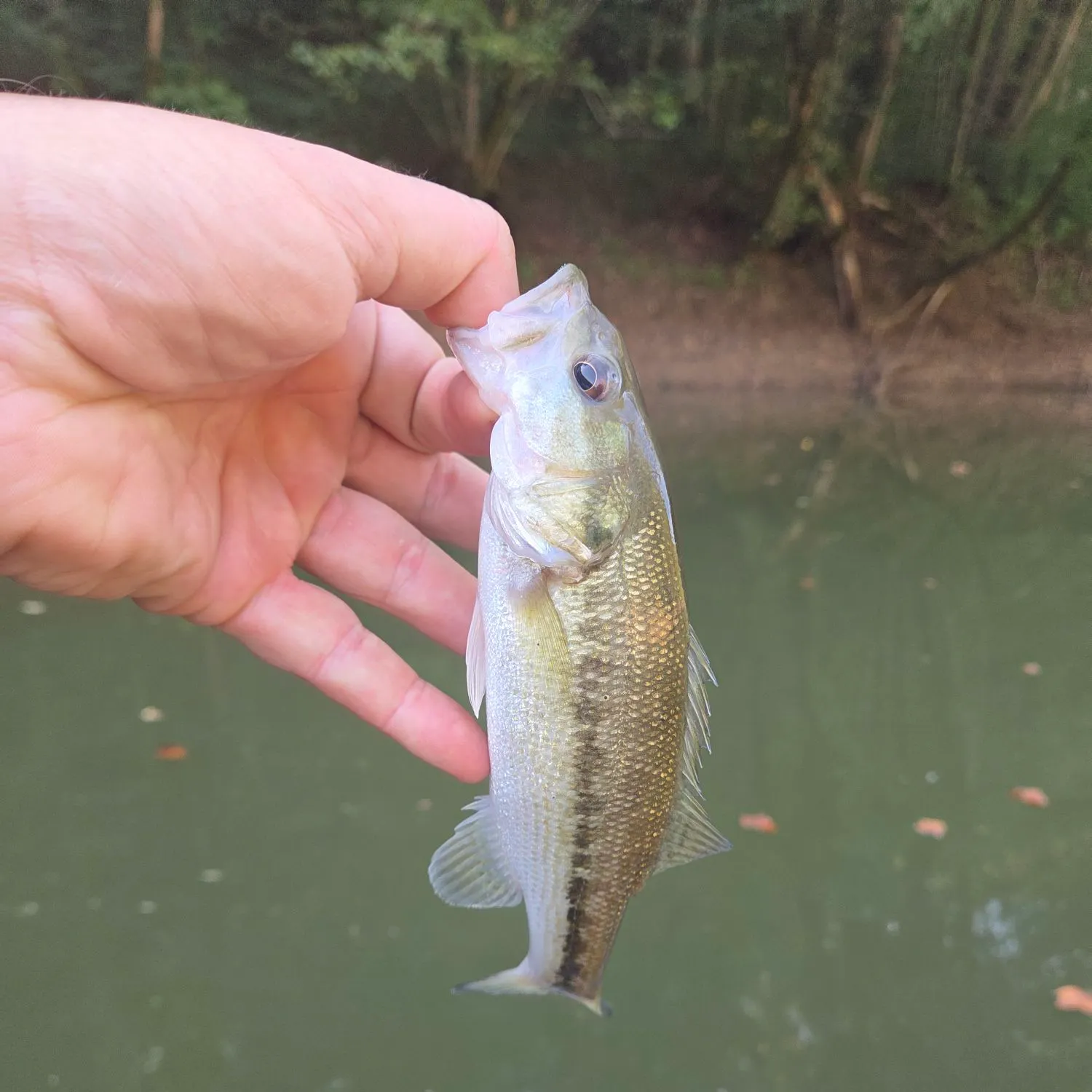 Spotted bass caught on Fishbrain