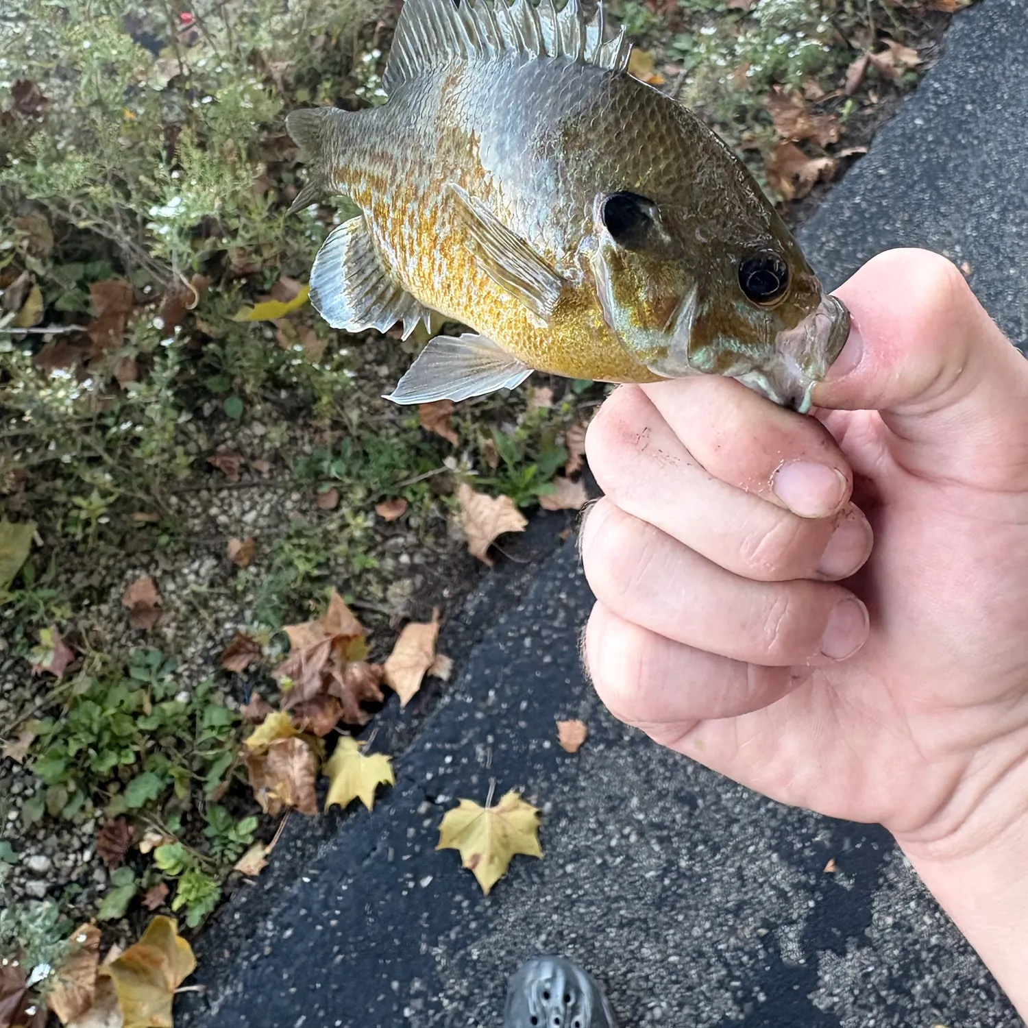 Greengill hybrid caught on Fishbrain