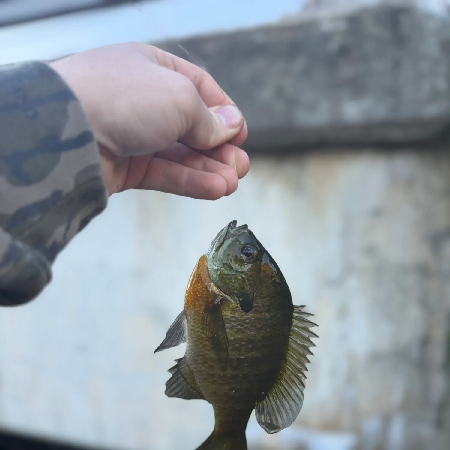 Bluegill caught on Fishbrain