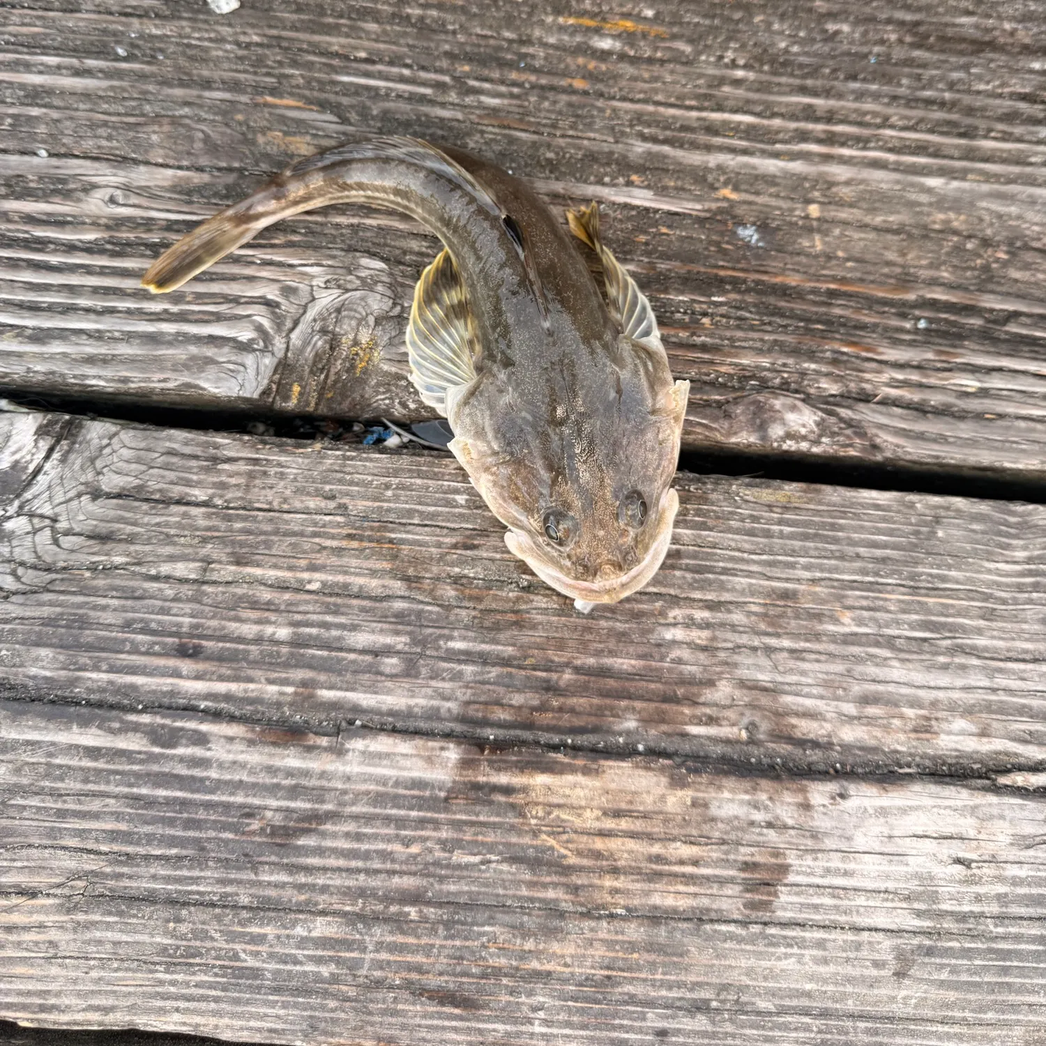 The most recent Spinyhead sculpin catches on Fishbrain