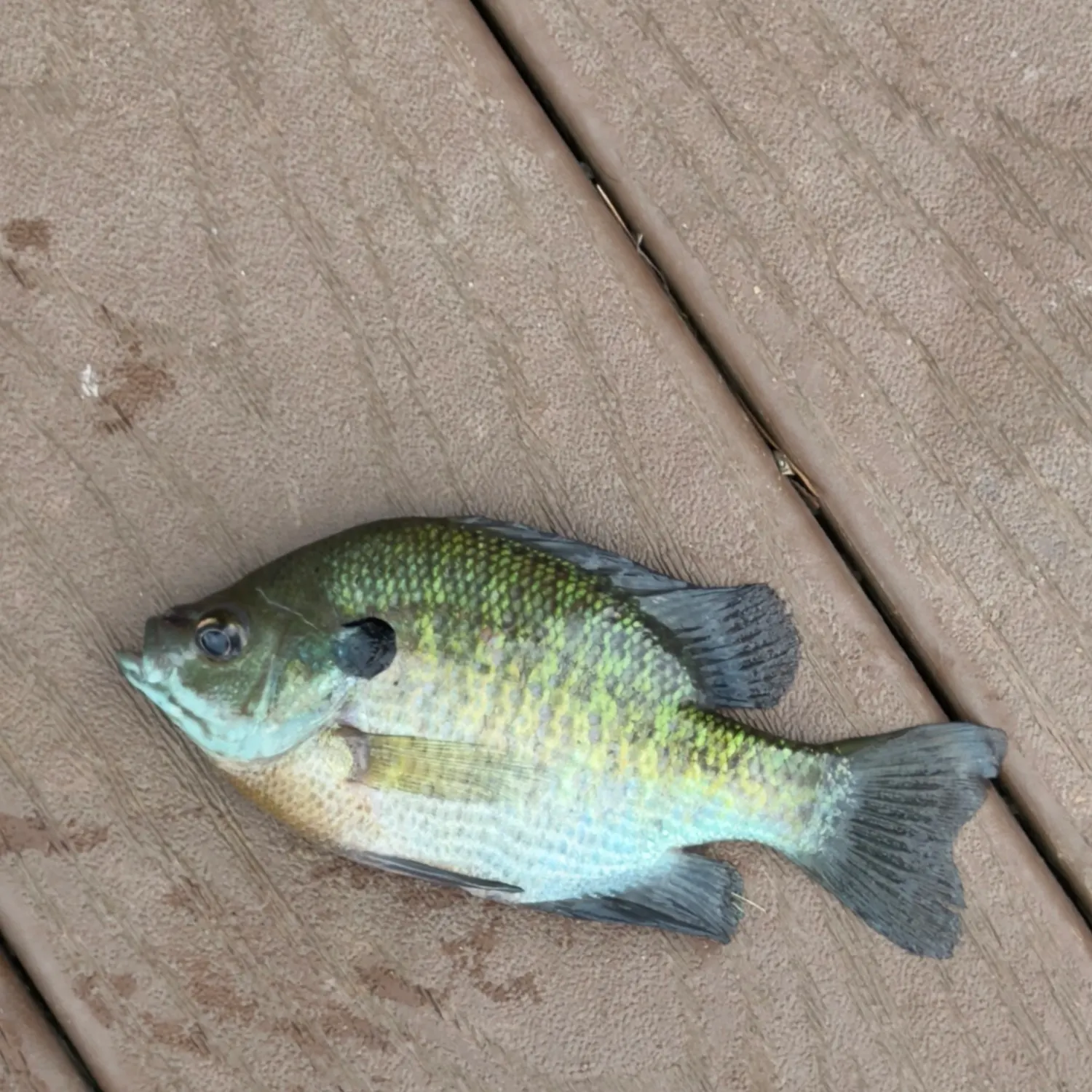 Bluegill caught on Fishbrain