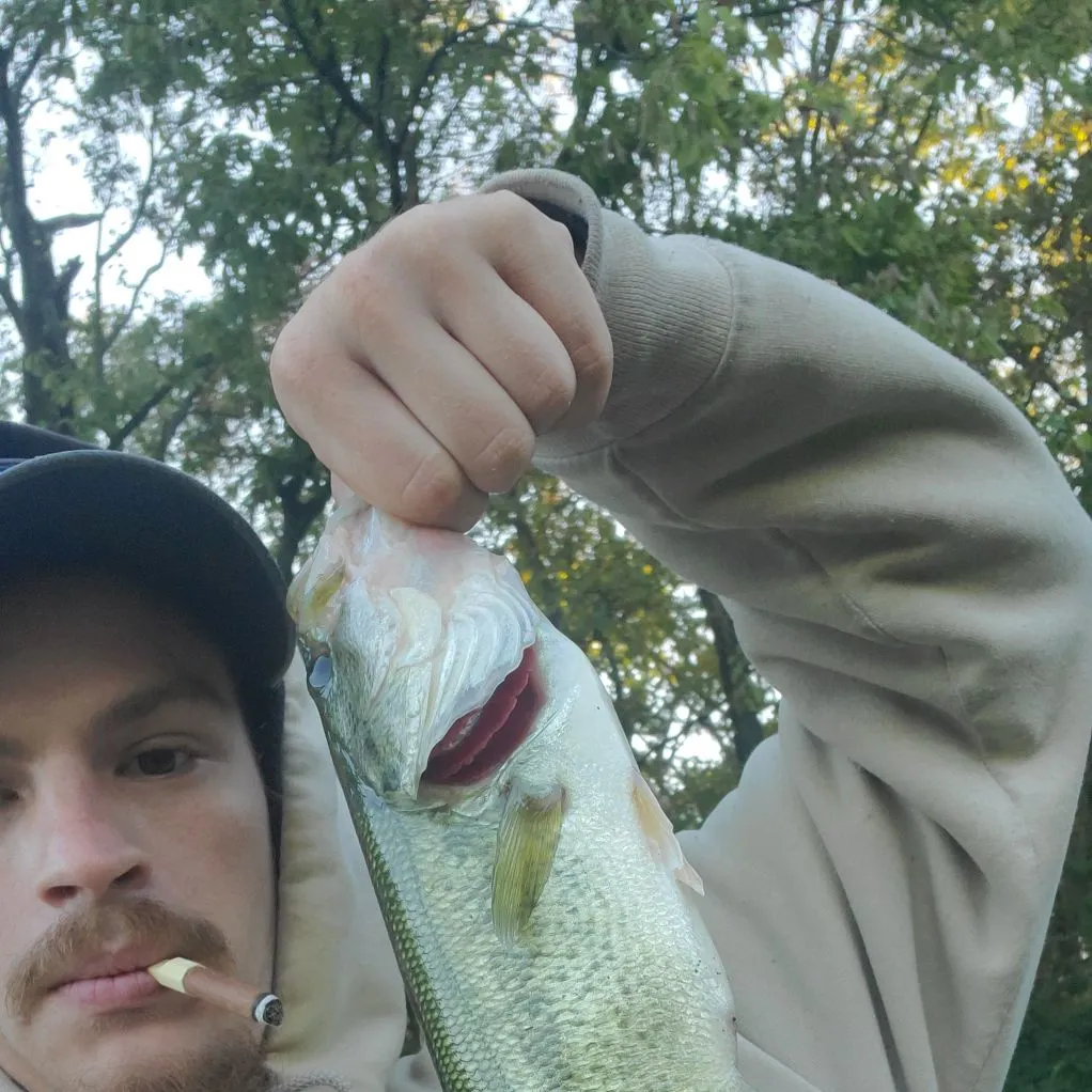 Largemouth bass caught on Fishbrain