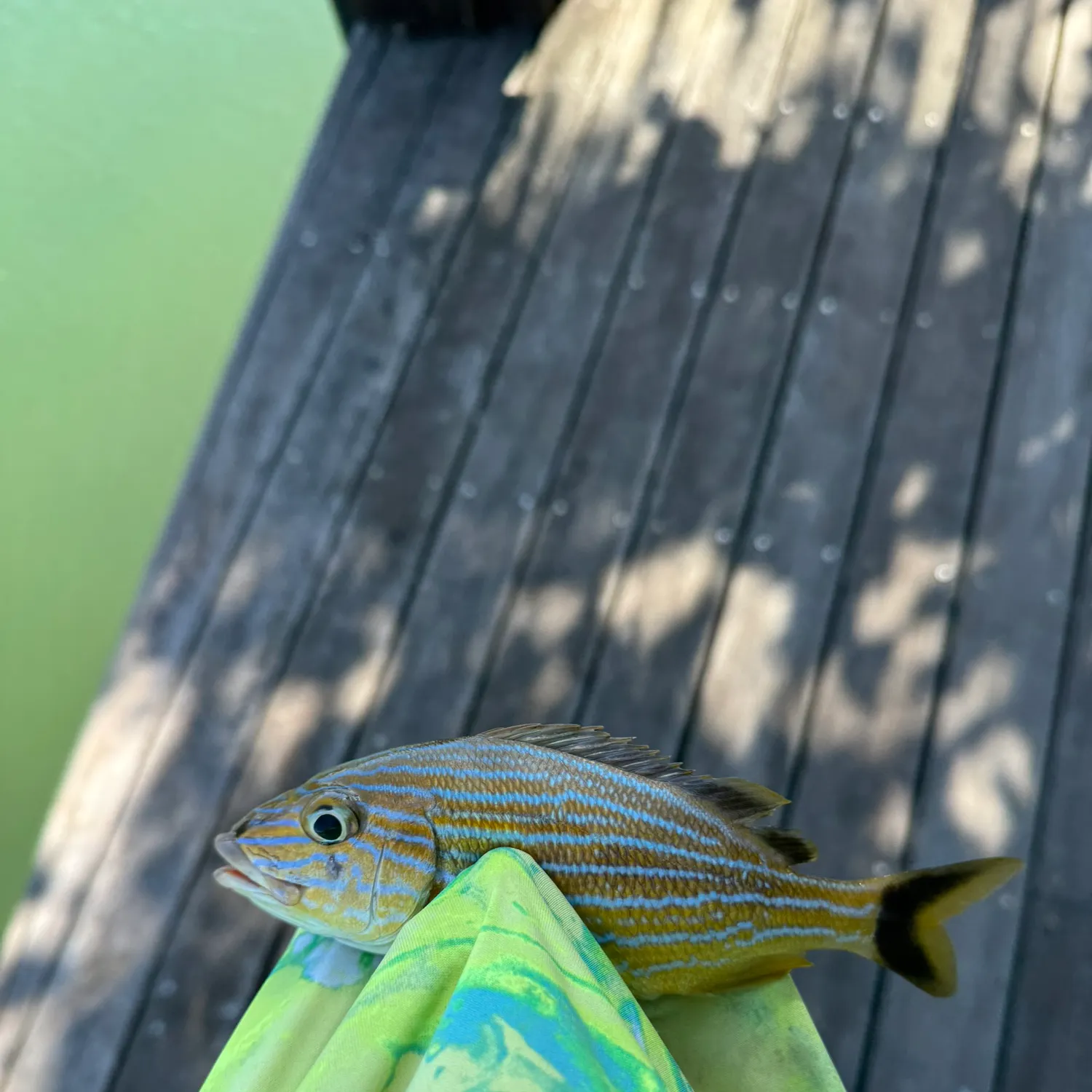The most recent Yellow-lined grunter catches on Fishbrain