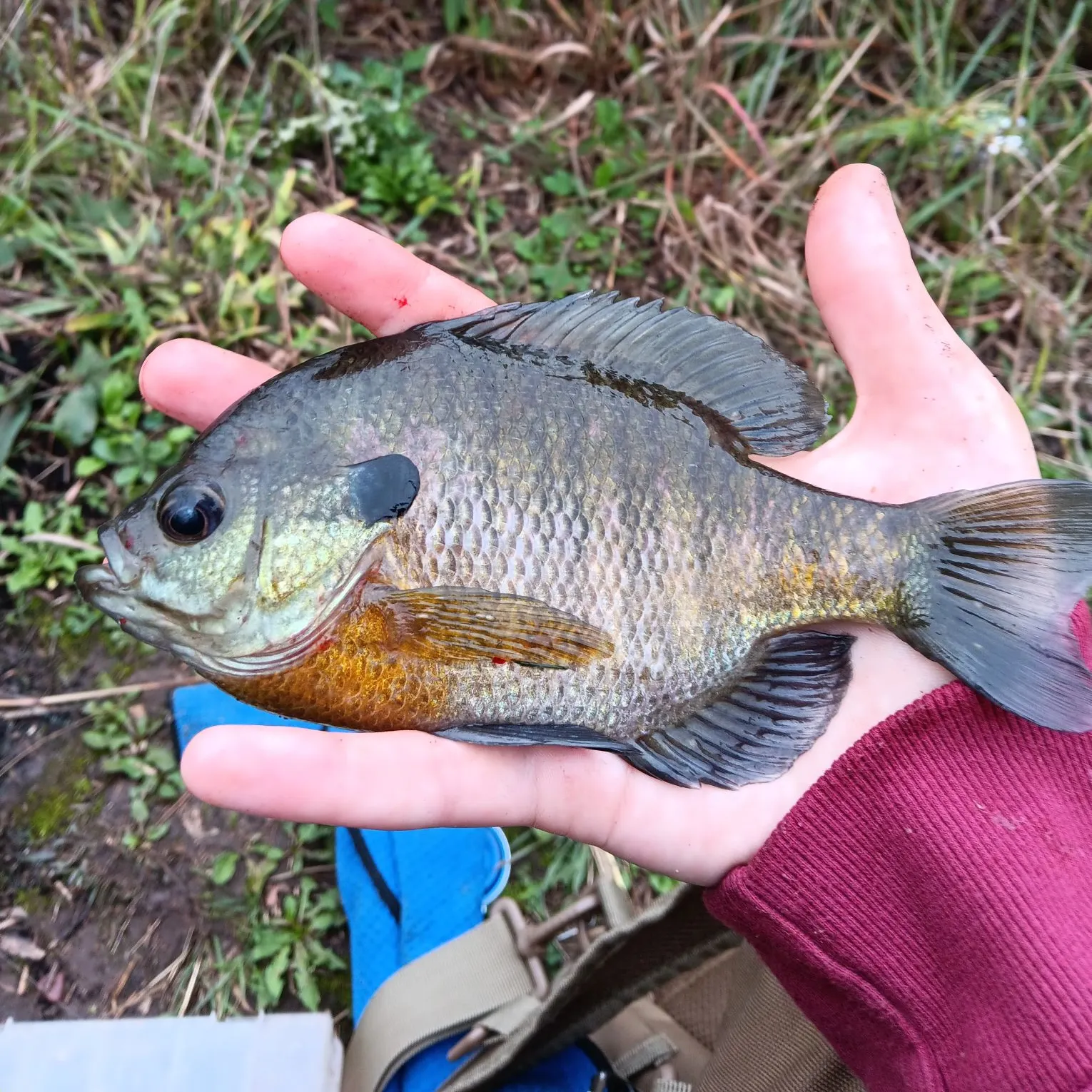 Bluegill caught on Fishbrain