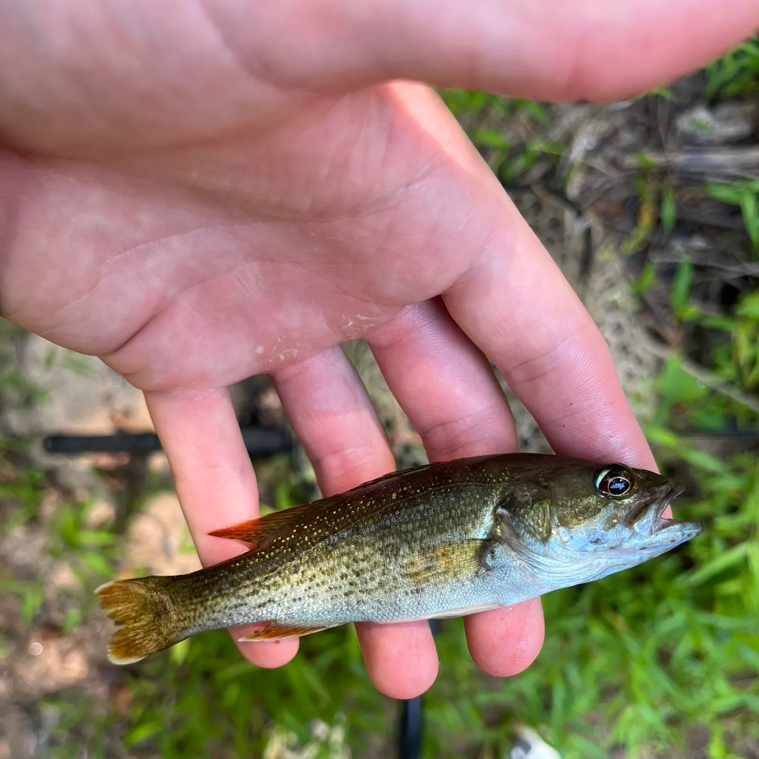 Redeye bass caught on Fishbrain