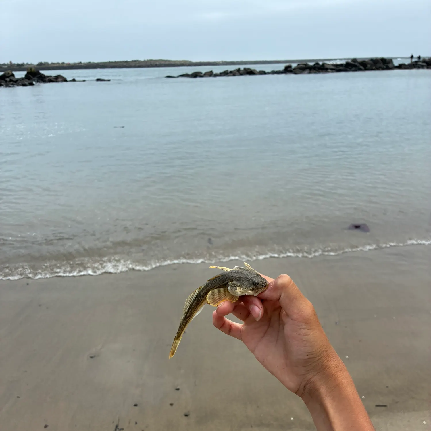 The most recent Pacific staghorn sculpin catches on Fishbrain