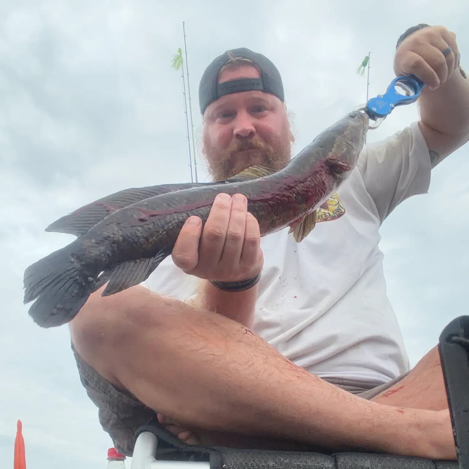Northern snakehead caught on Fishbrain