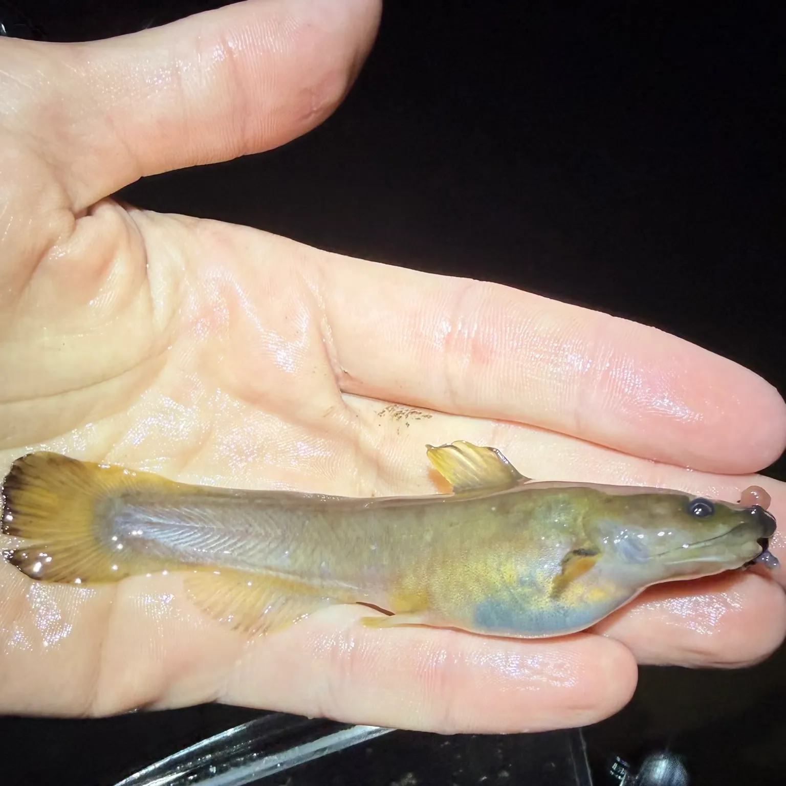 The most recent Margined madtom catches on Fishbrain
