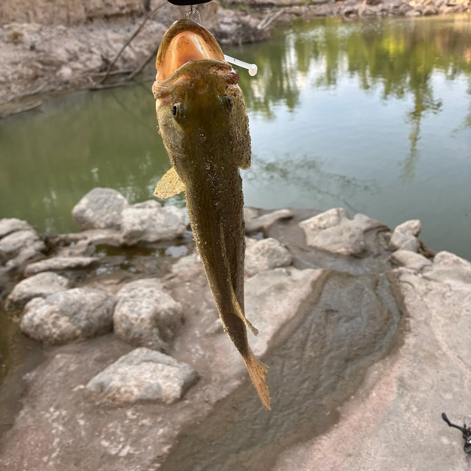 Shovelnose sturgeon caught on Fishbrain