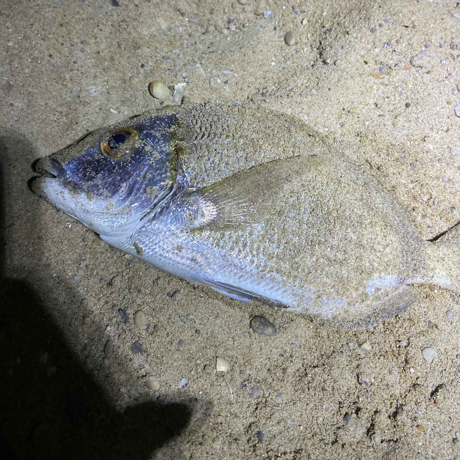 The most recent White seabream catches on Fishbrain