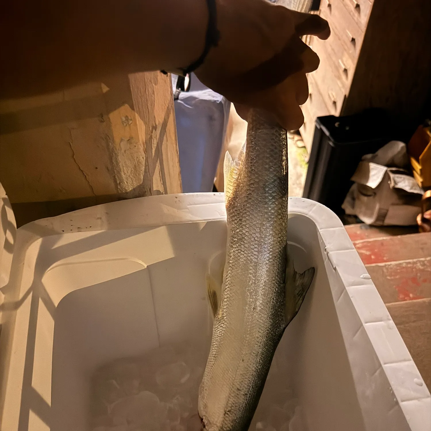 The most recent Hawaiian ladyfish catches on Fishbrain