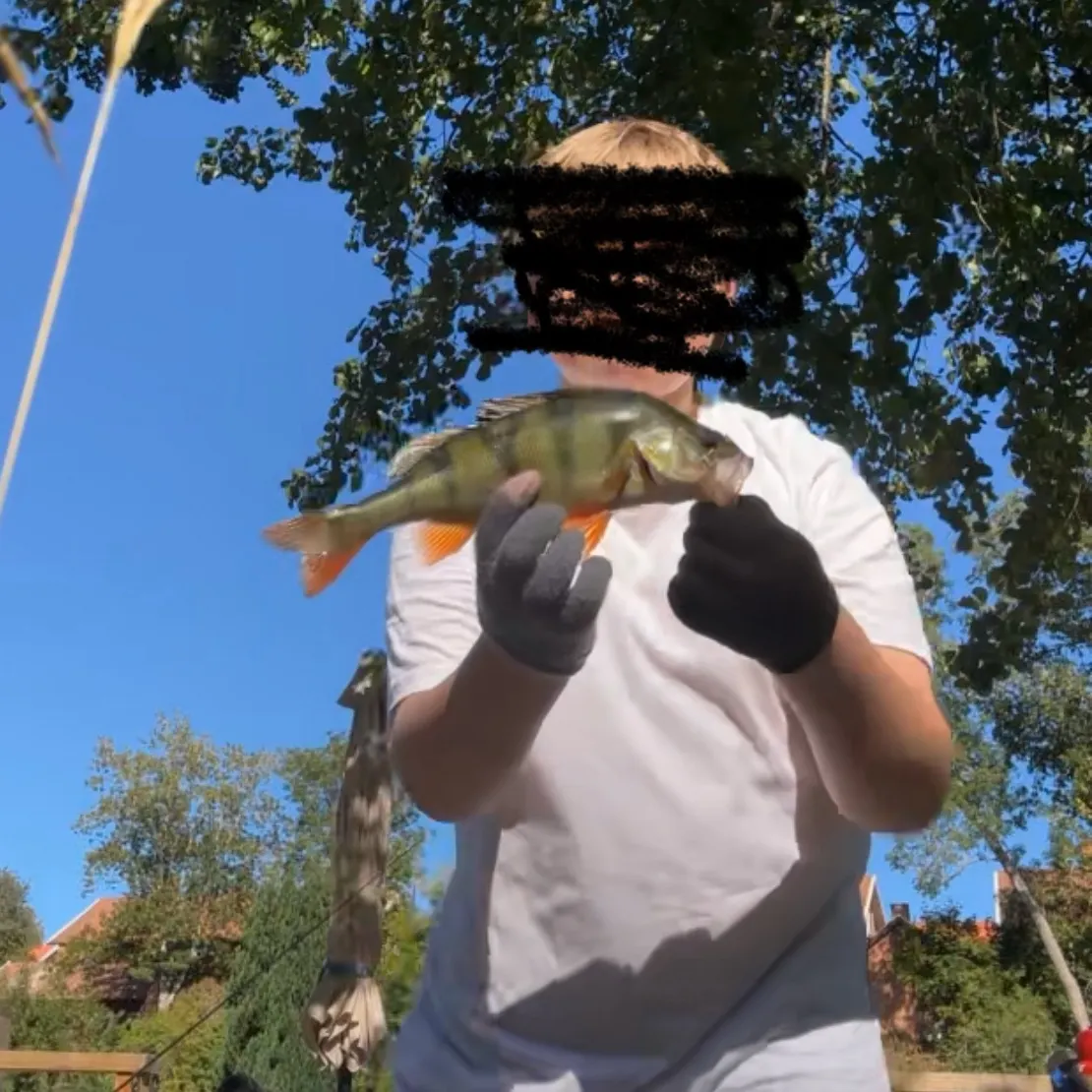 European perch caught on Fishbrain