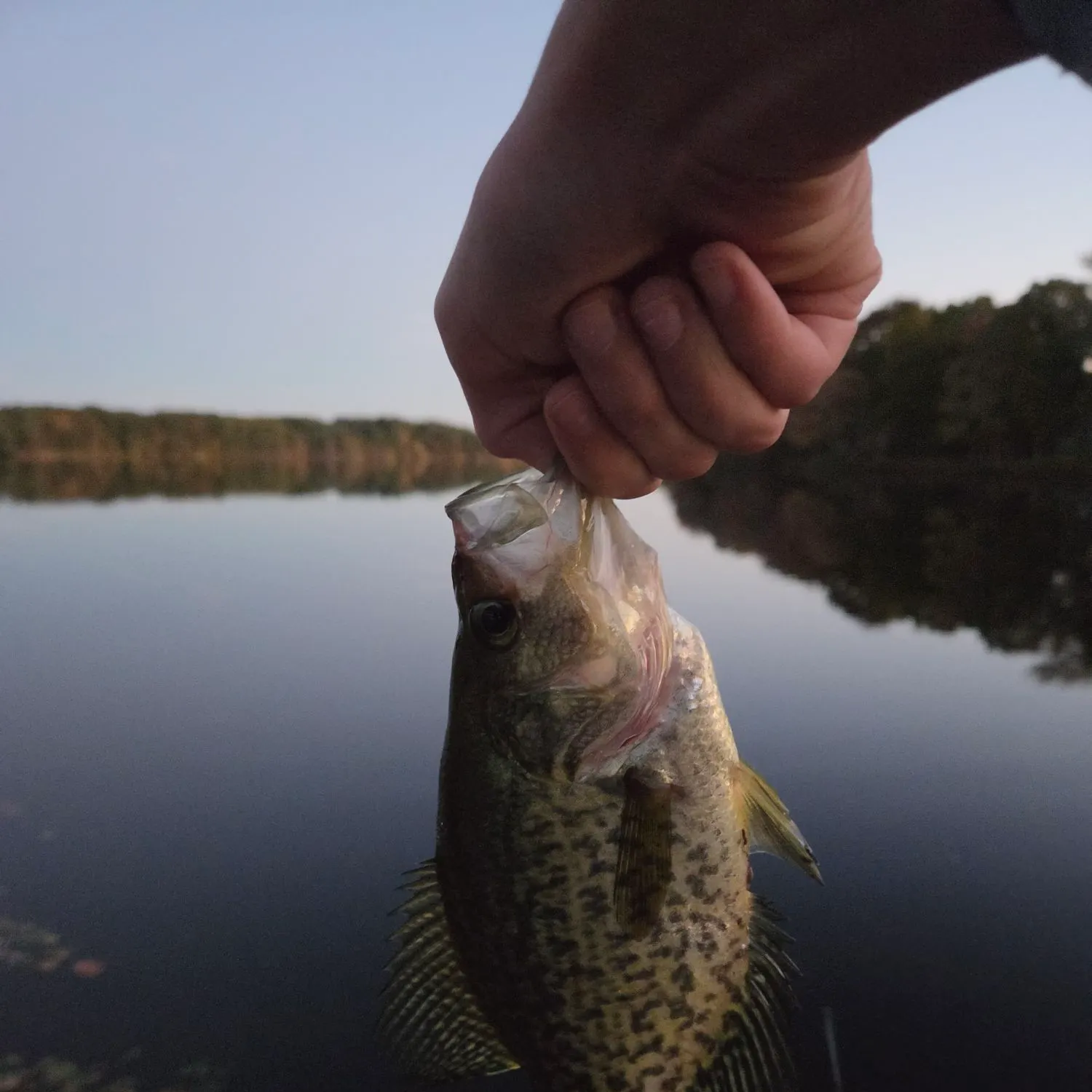 Black crappie caught on Fishbrain