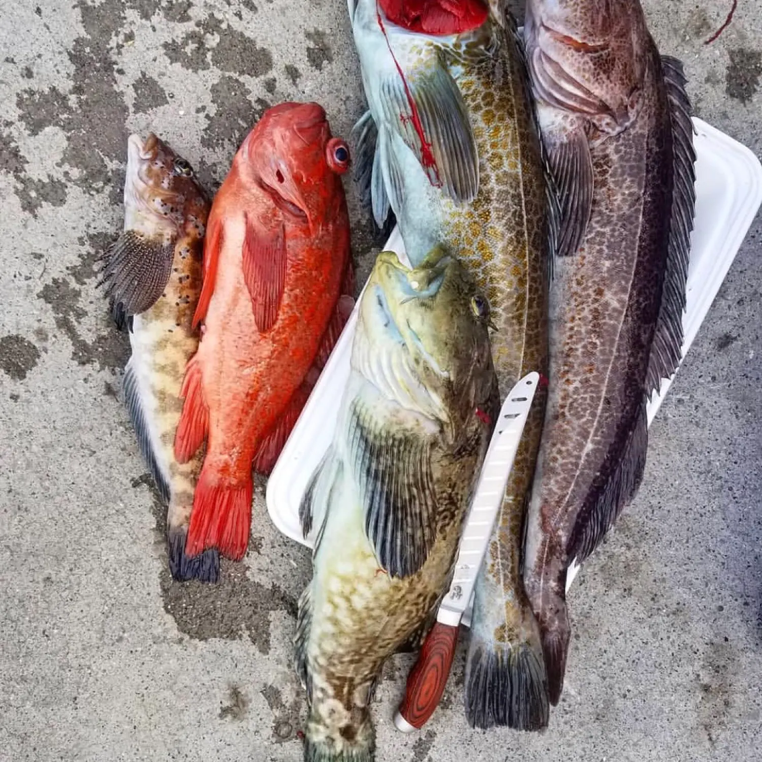recently logged catches