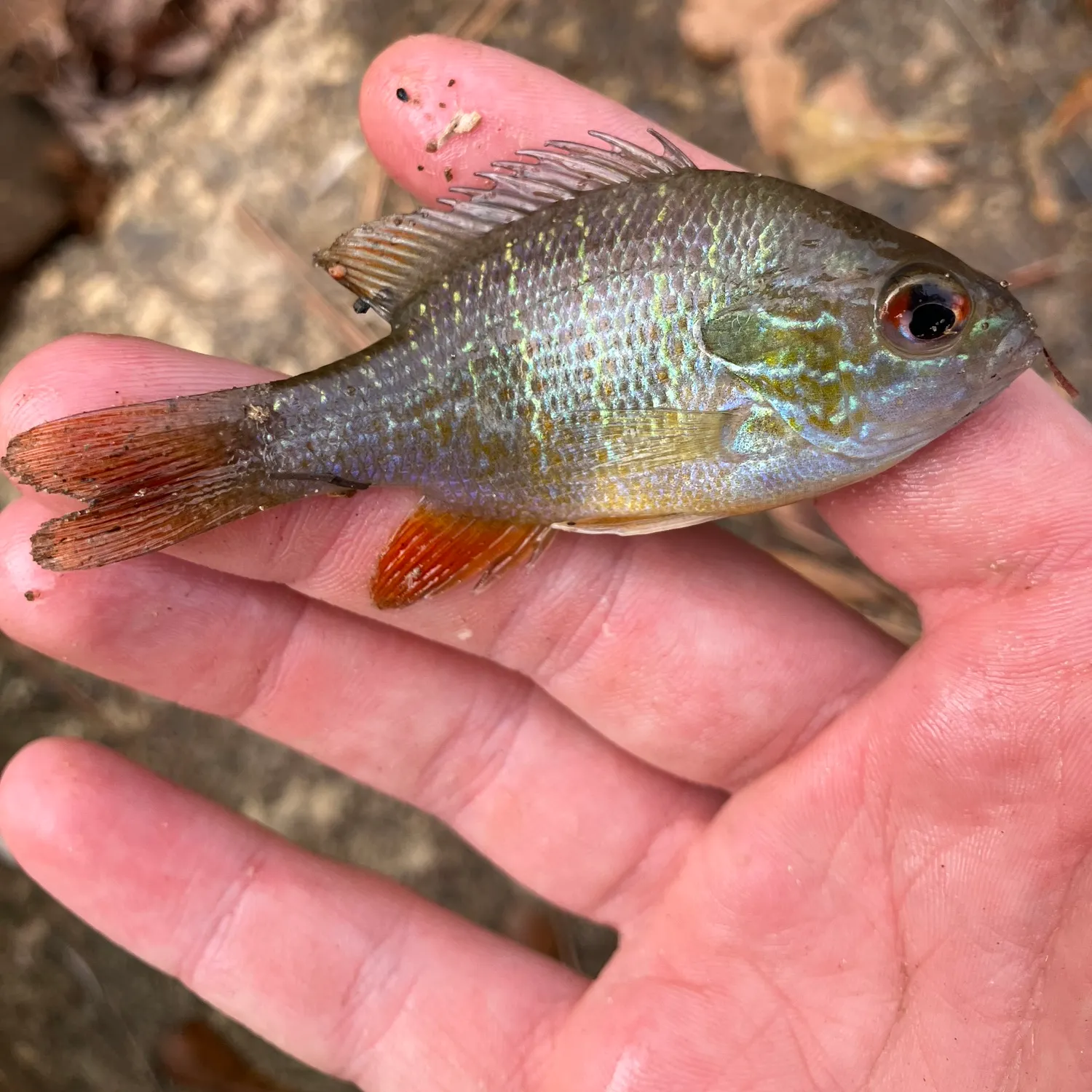 The most recent Spotted sunfish catches on Fishbrain