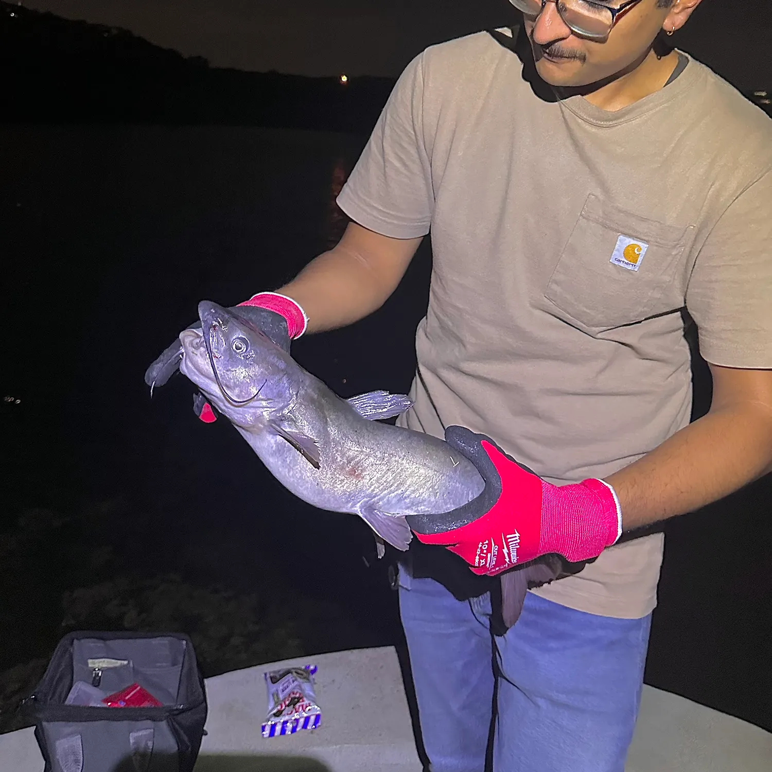 Blue catfish caught on Fishbrain