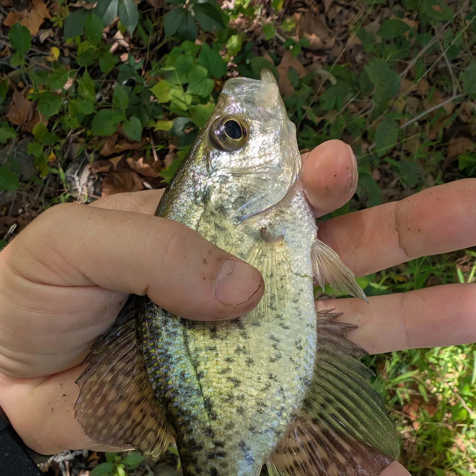 Black crappie caught on Fishbrain