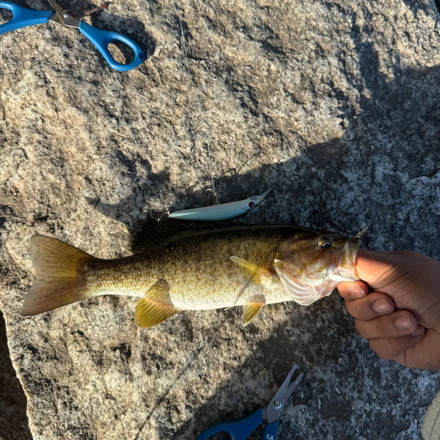 Smallmouth bass caught on Fishbrain