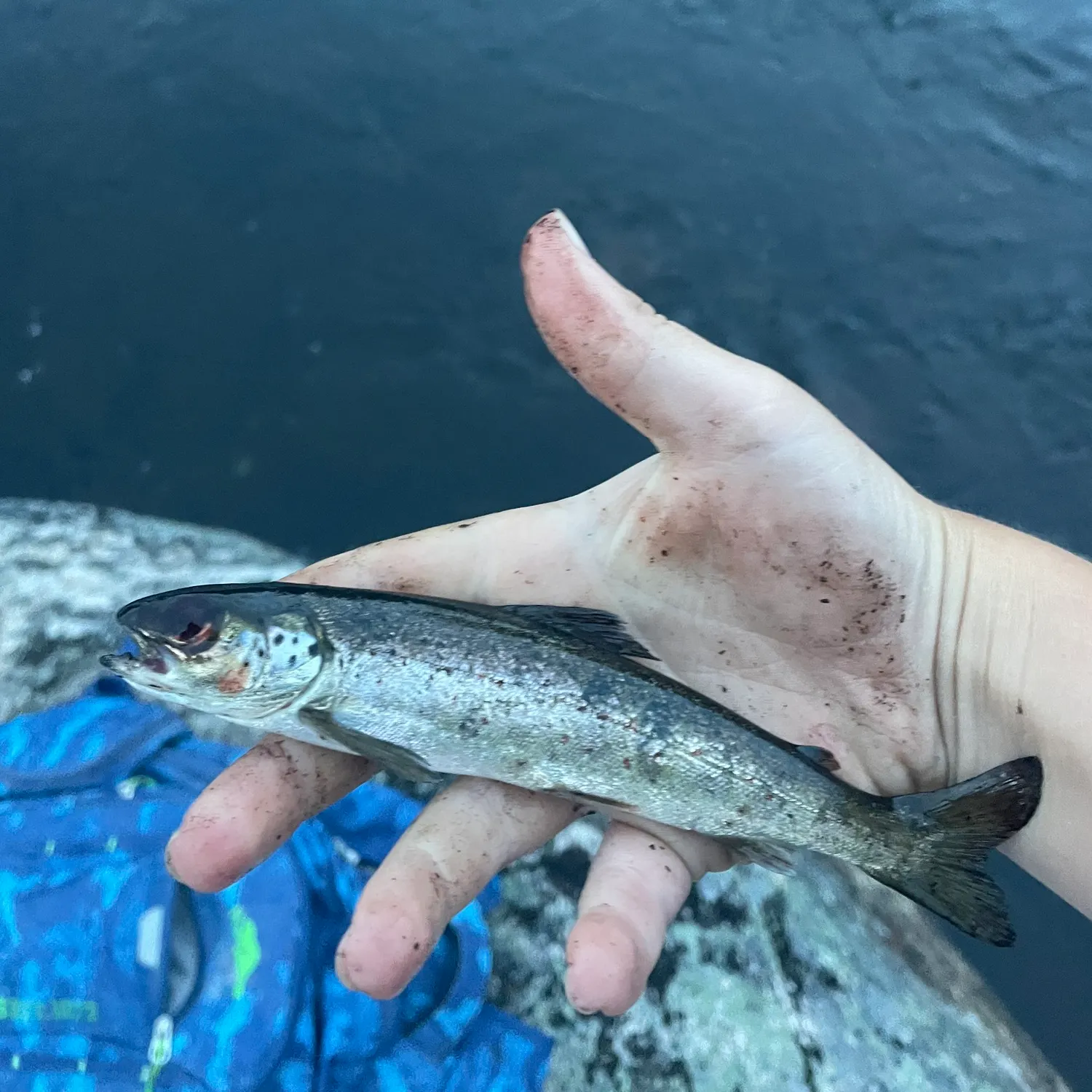 The most recent Lake trout catches on Fishbrain
