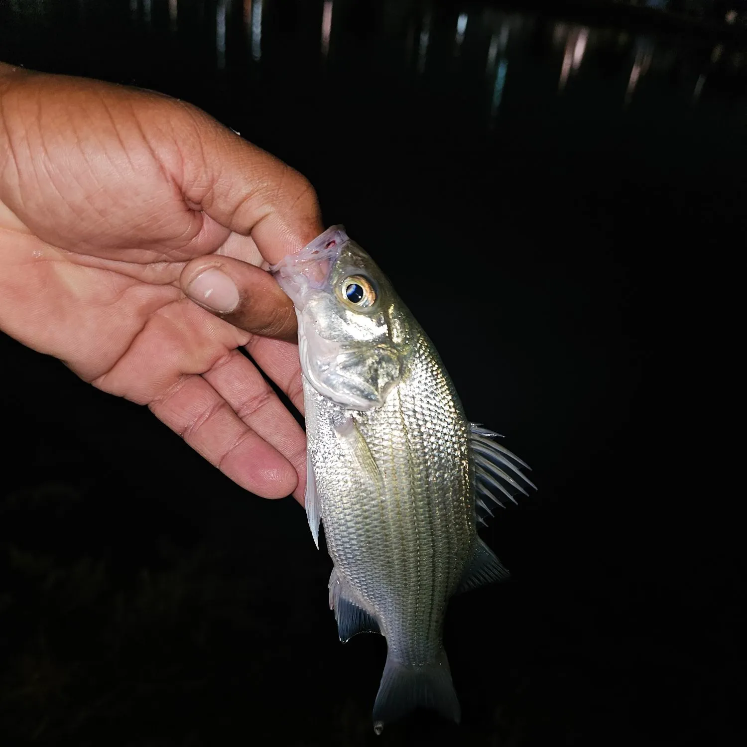 White bass caught on Fishbrain