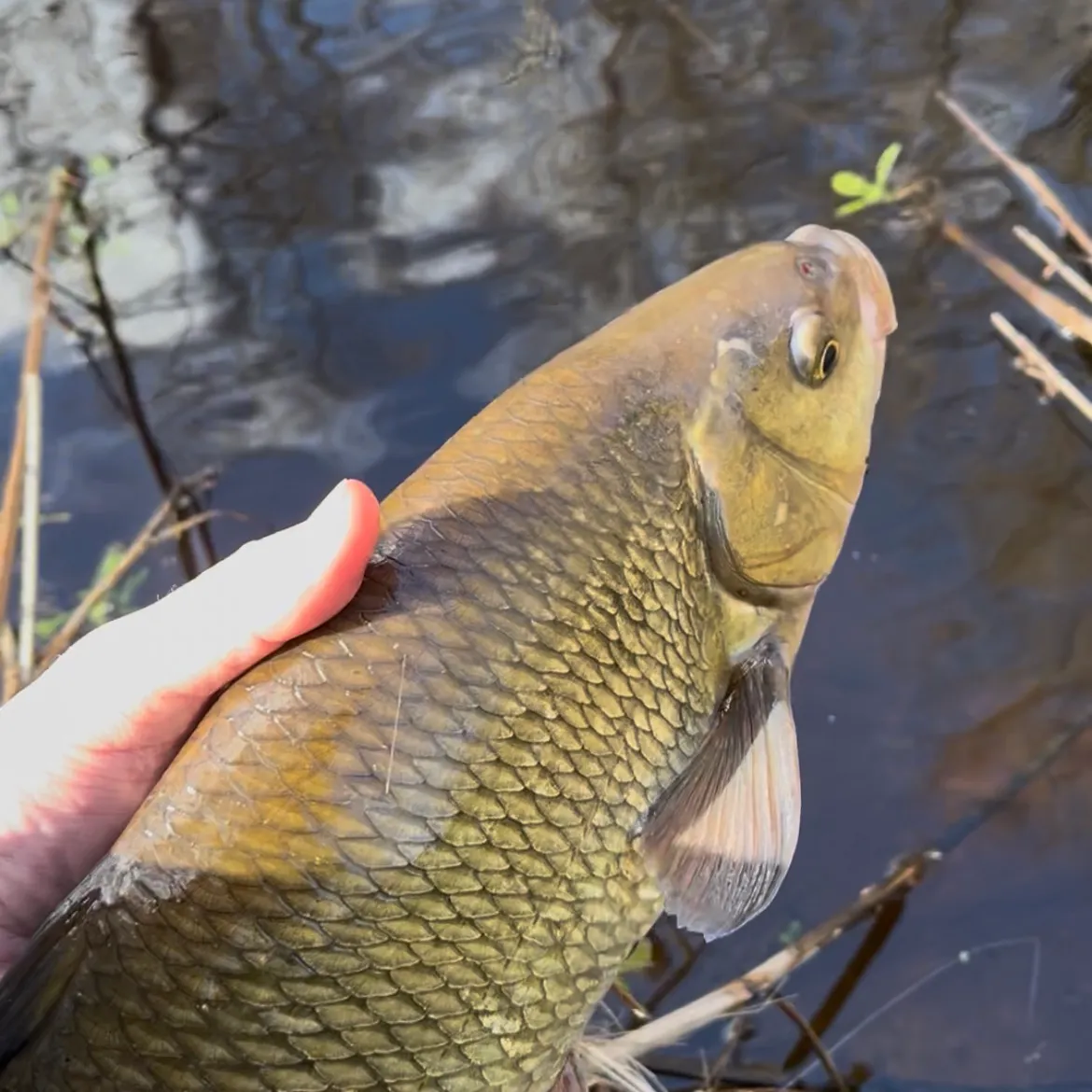 The most recent Ide catches on Fishbrain