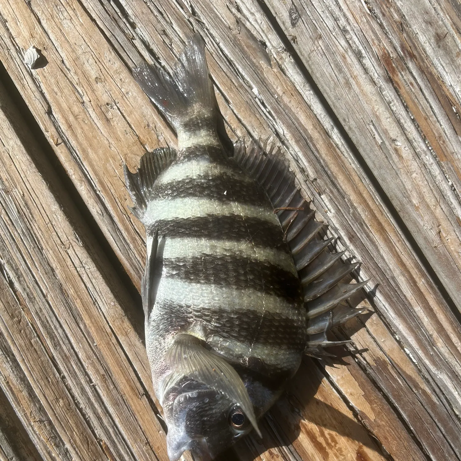 Sheepshead caught on Fishbrain