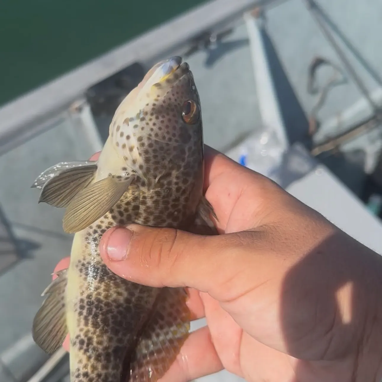 The most recent Spotted sand bass catches on Fishbrain