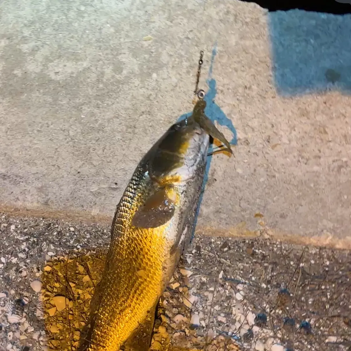 Red drum caught on Fishbrain