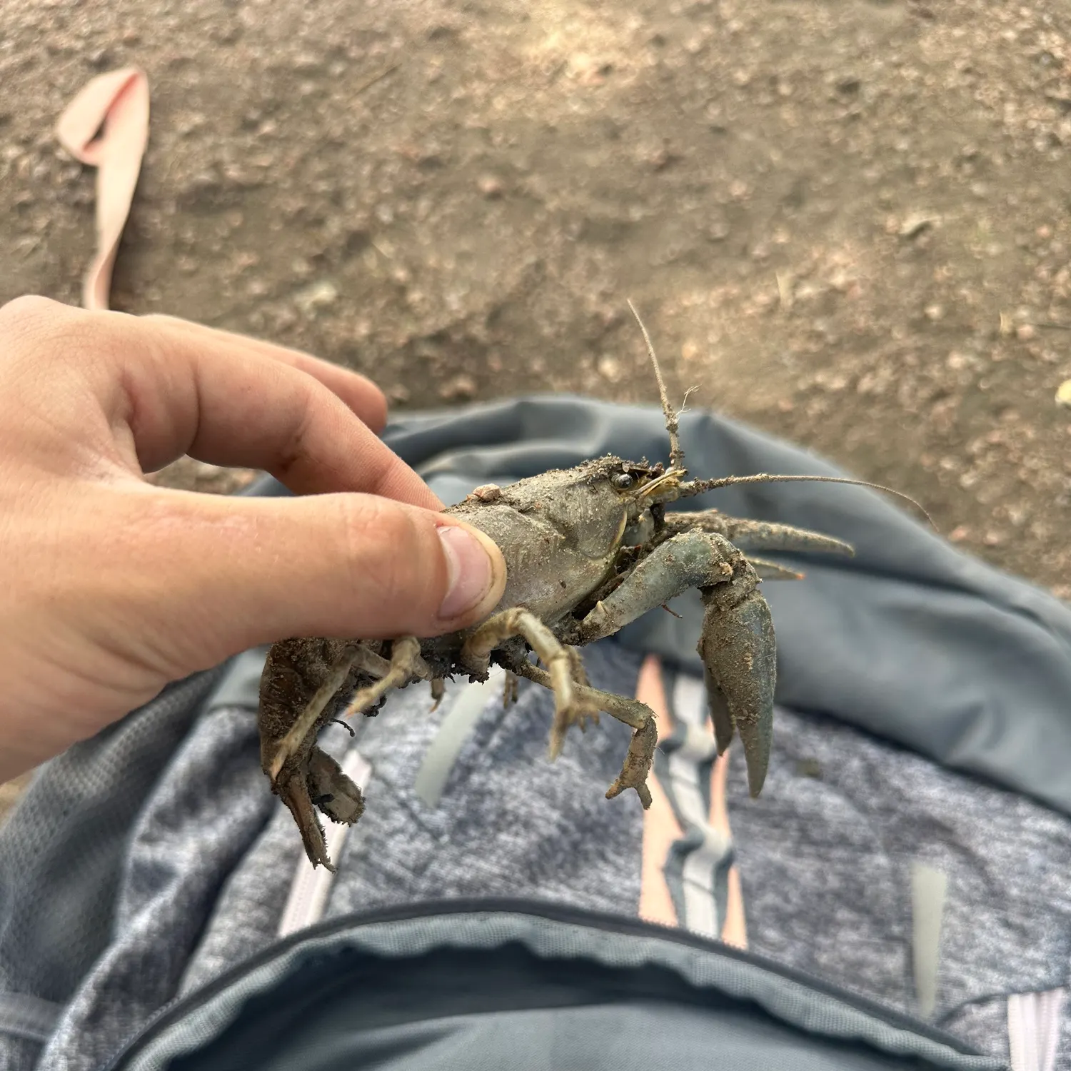 The most recent Allegheny crayfish catches on Fishbrain