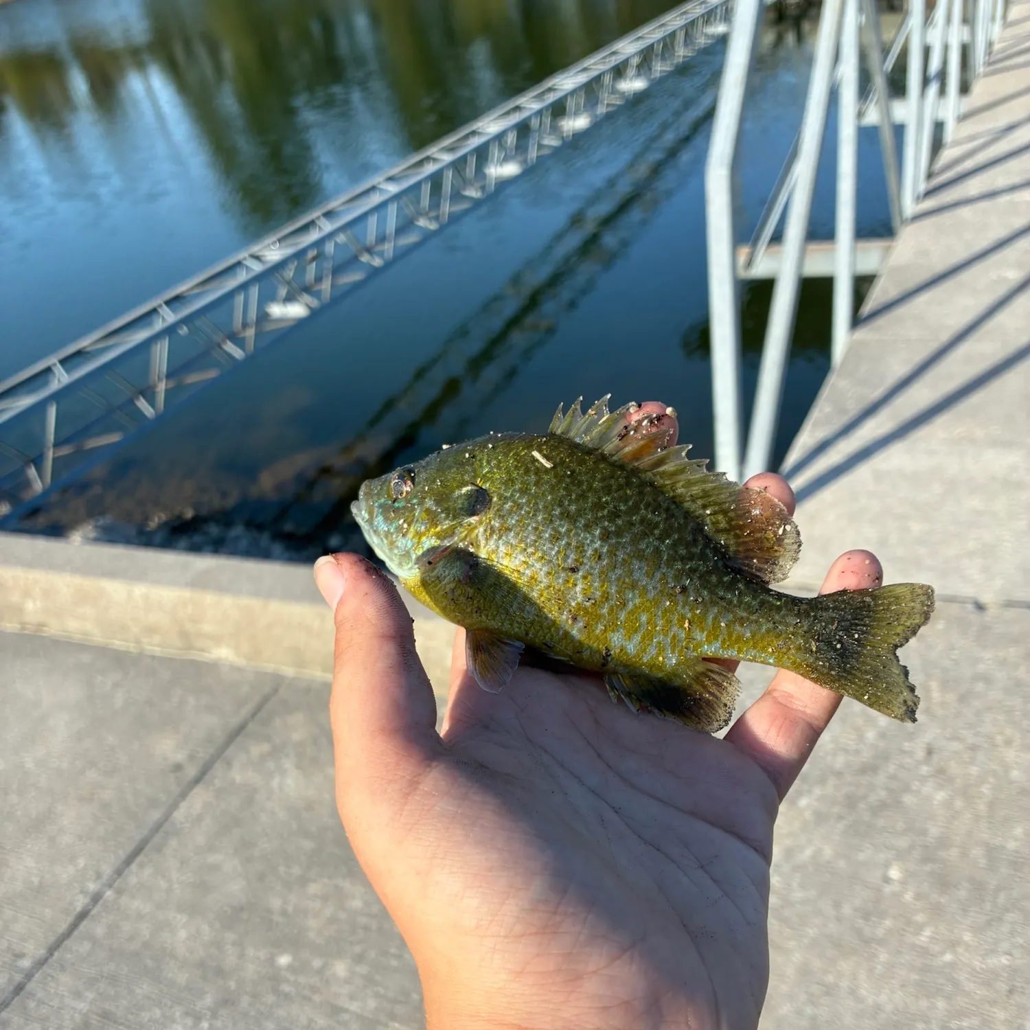 Greengill hybrid caught on Fishbrain