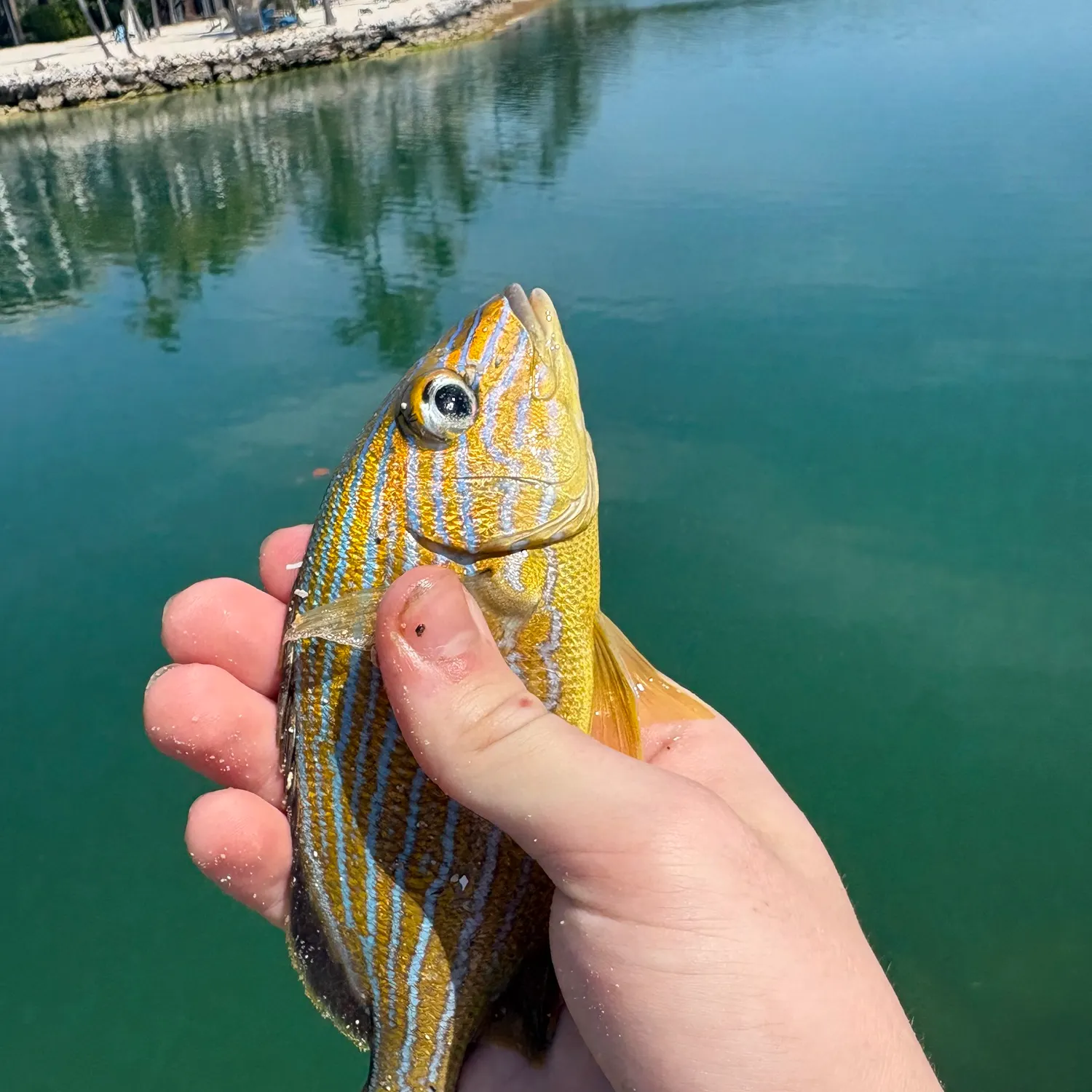 The most recent Bluestriped grunt catches on Fishbrain