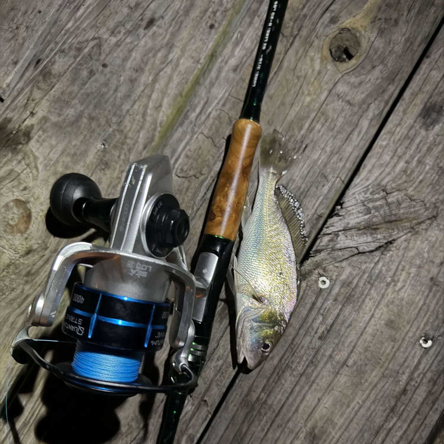 Atlantic croaker caught on Fishbrain