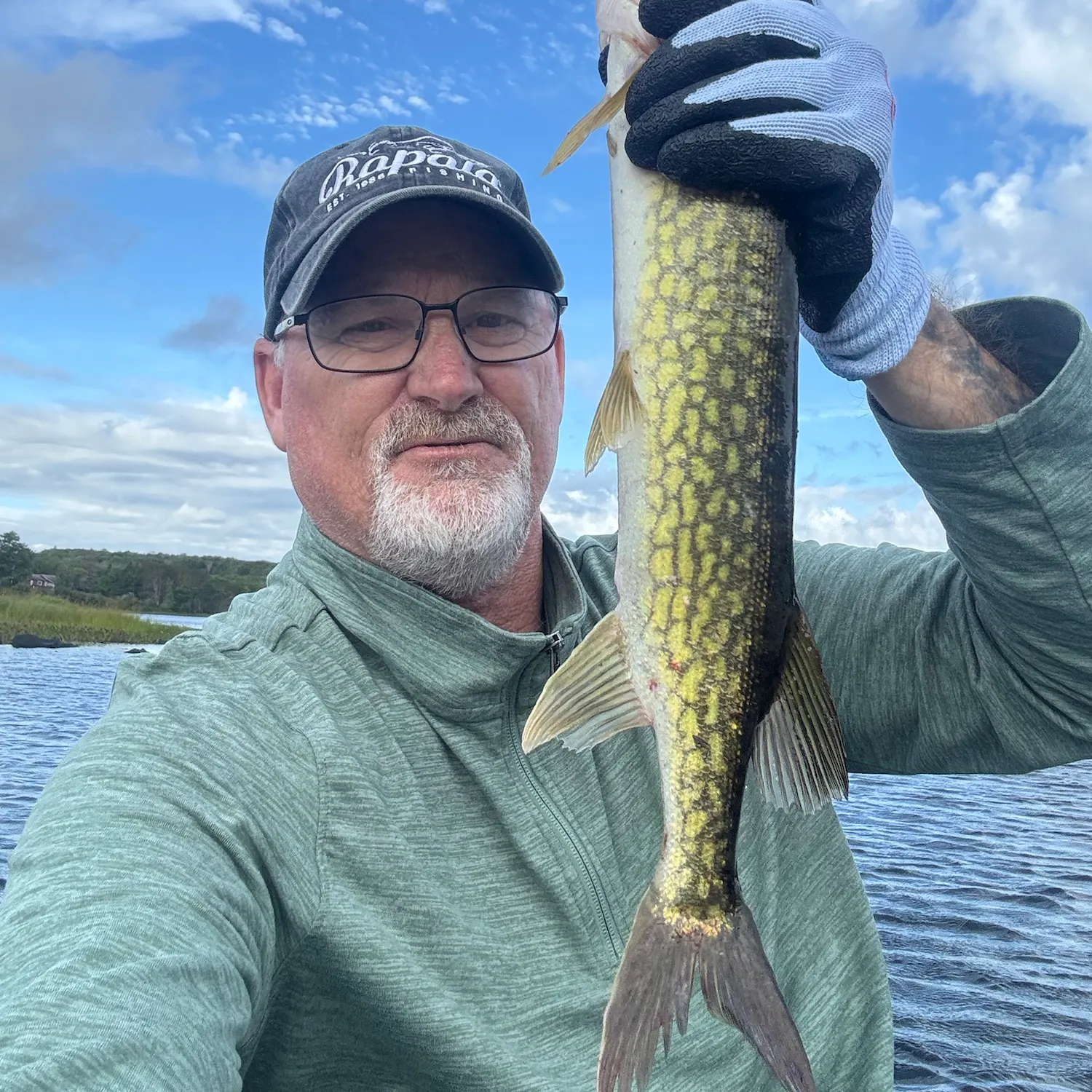 Chain pickerel caught on Fishbrain