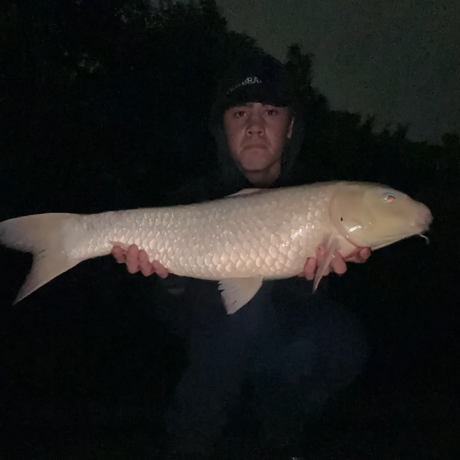 The most recent Koi carp catches on Fishbrain