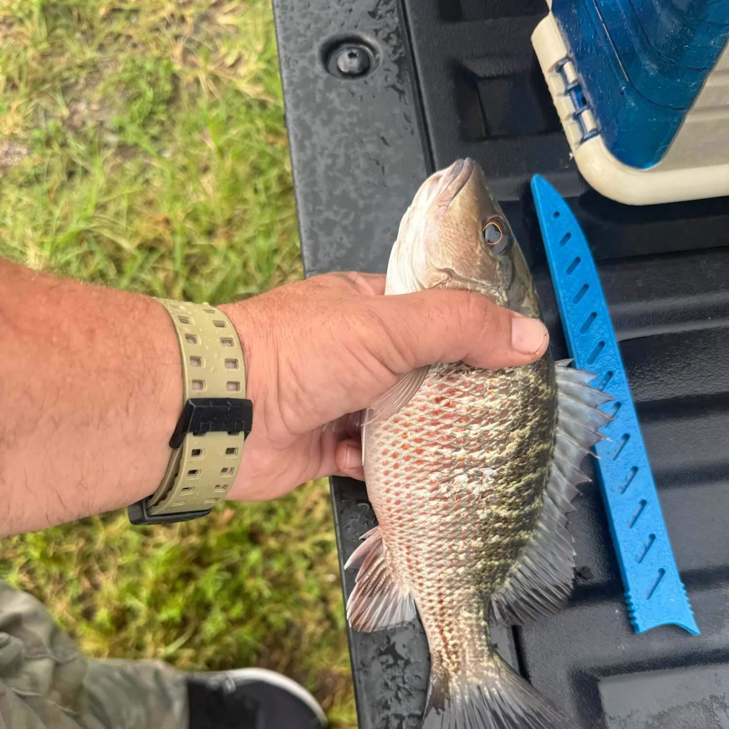 Mangrove snapper caught on Fishbrain
