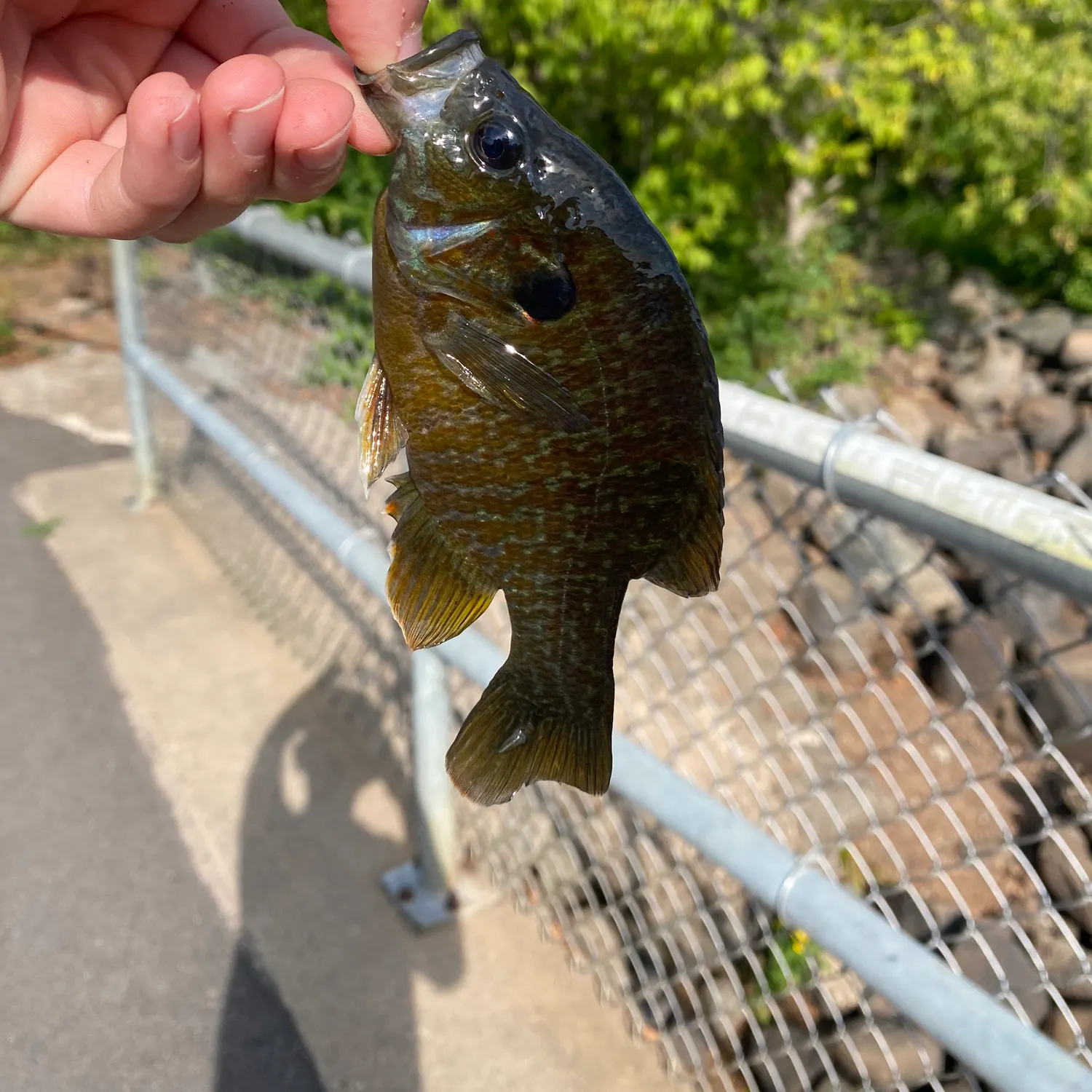 catch