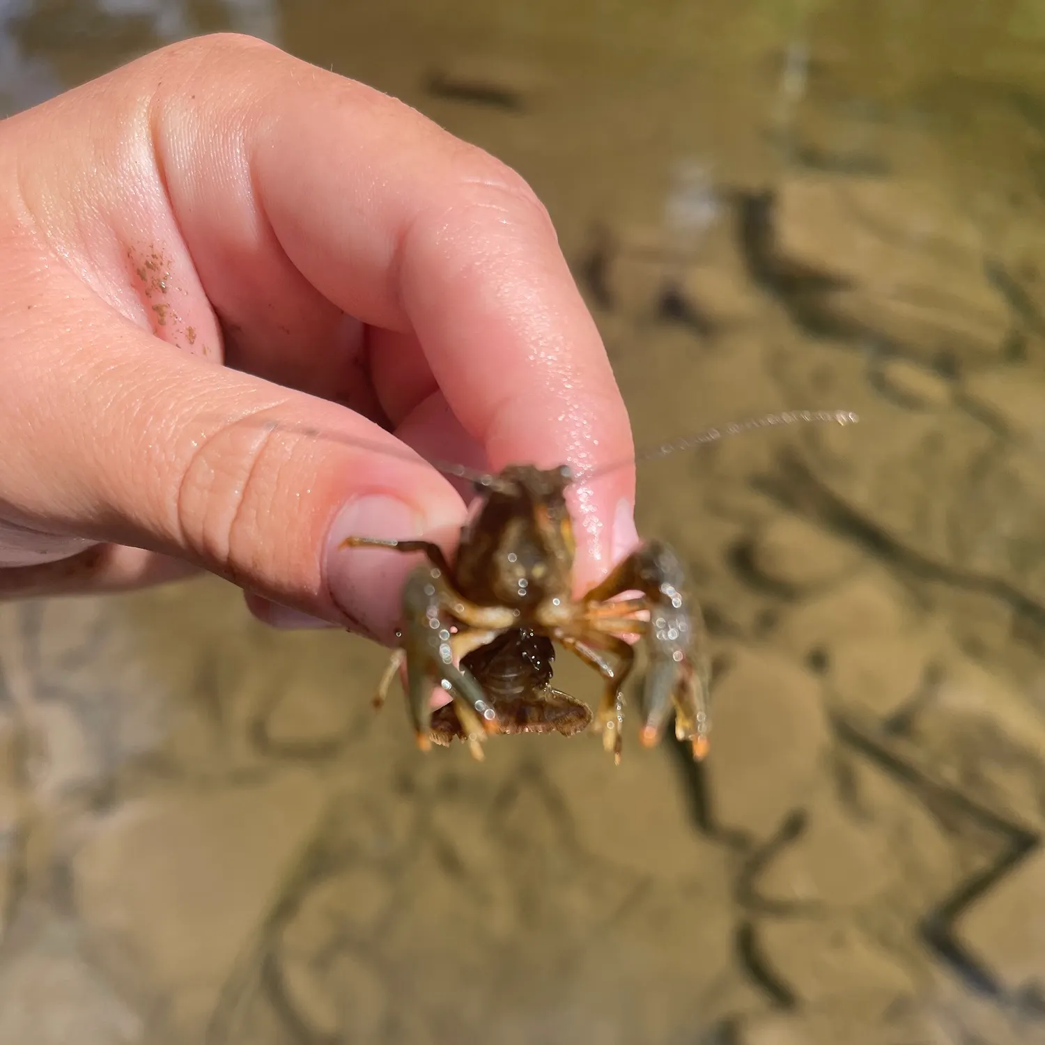 The most recent Appalachian brook crayfish catches on Fishbrain