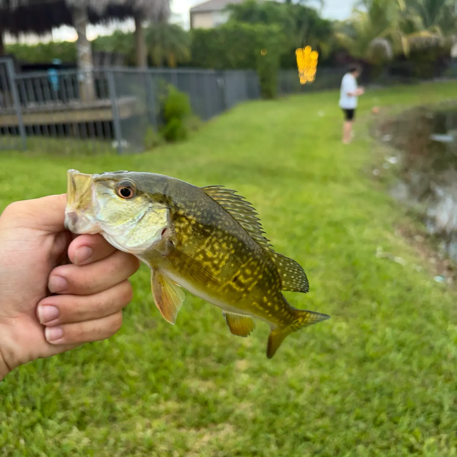 The most recent Butterfly peacock bass catches on Fishbrain