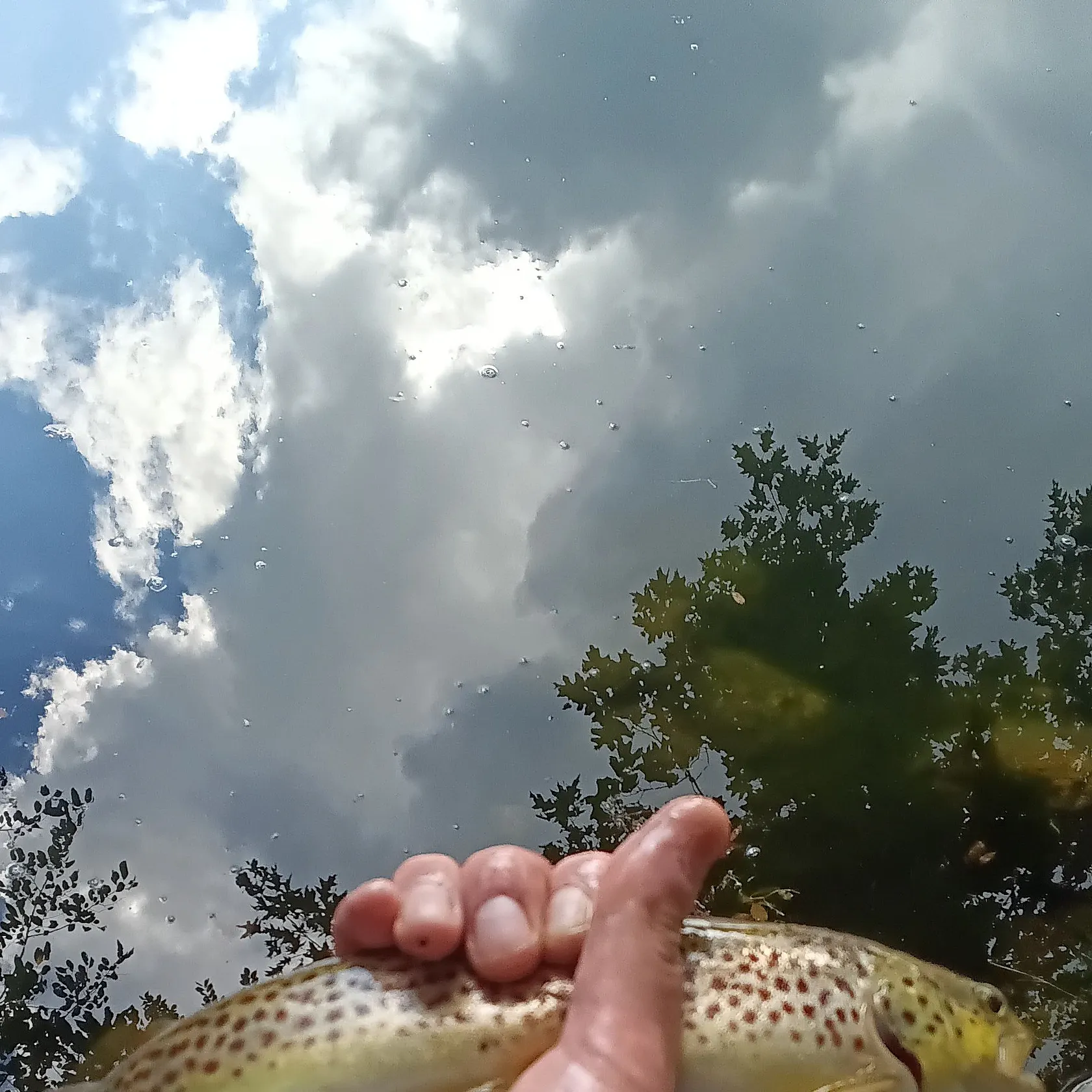 Brown trout caught on Fishbrain