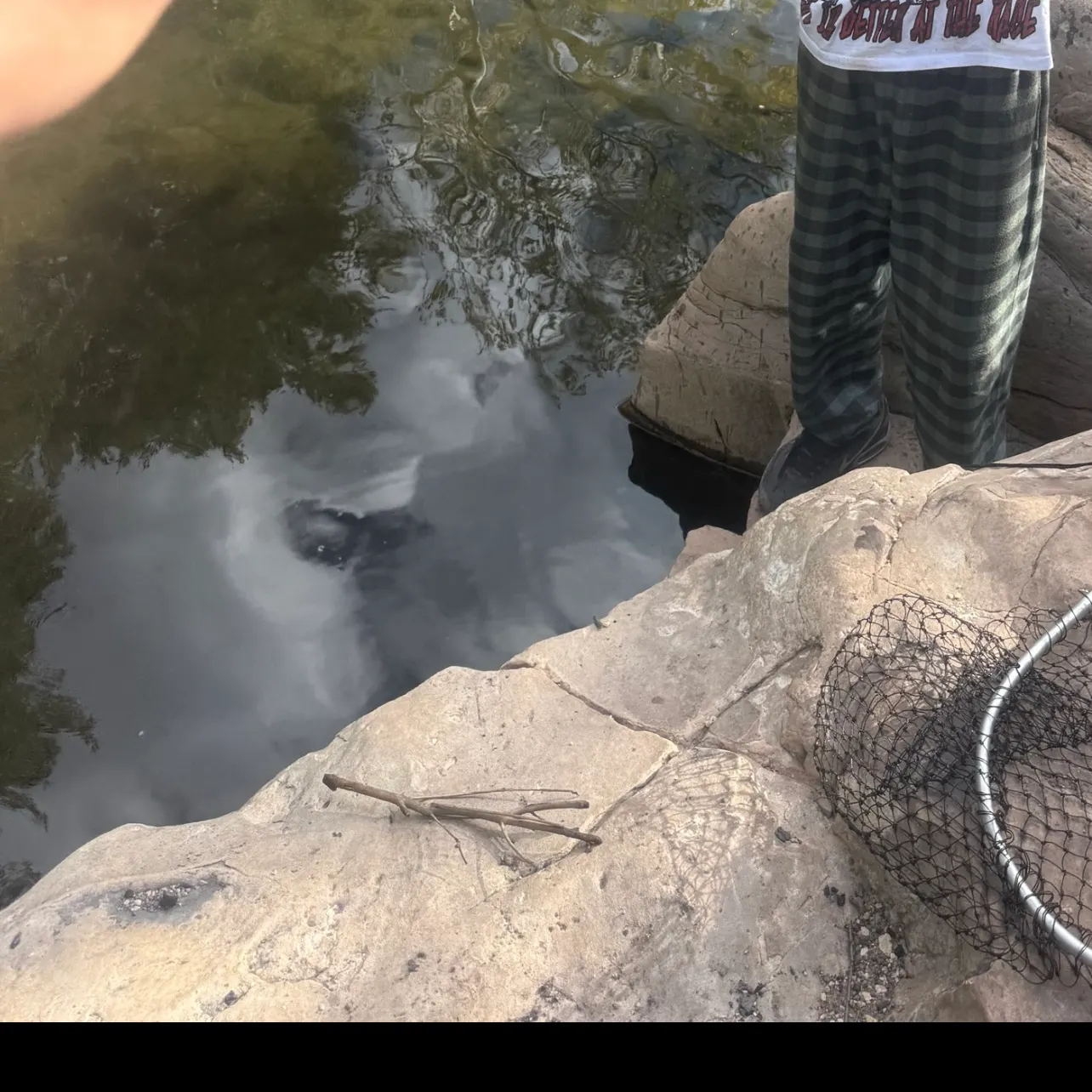 The most recent Apache trout catches on Fishbrain