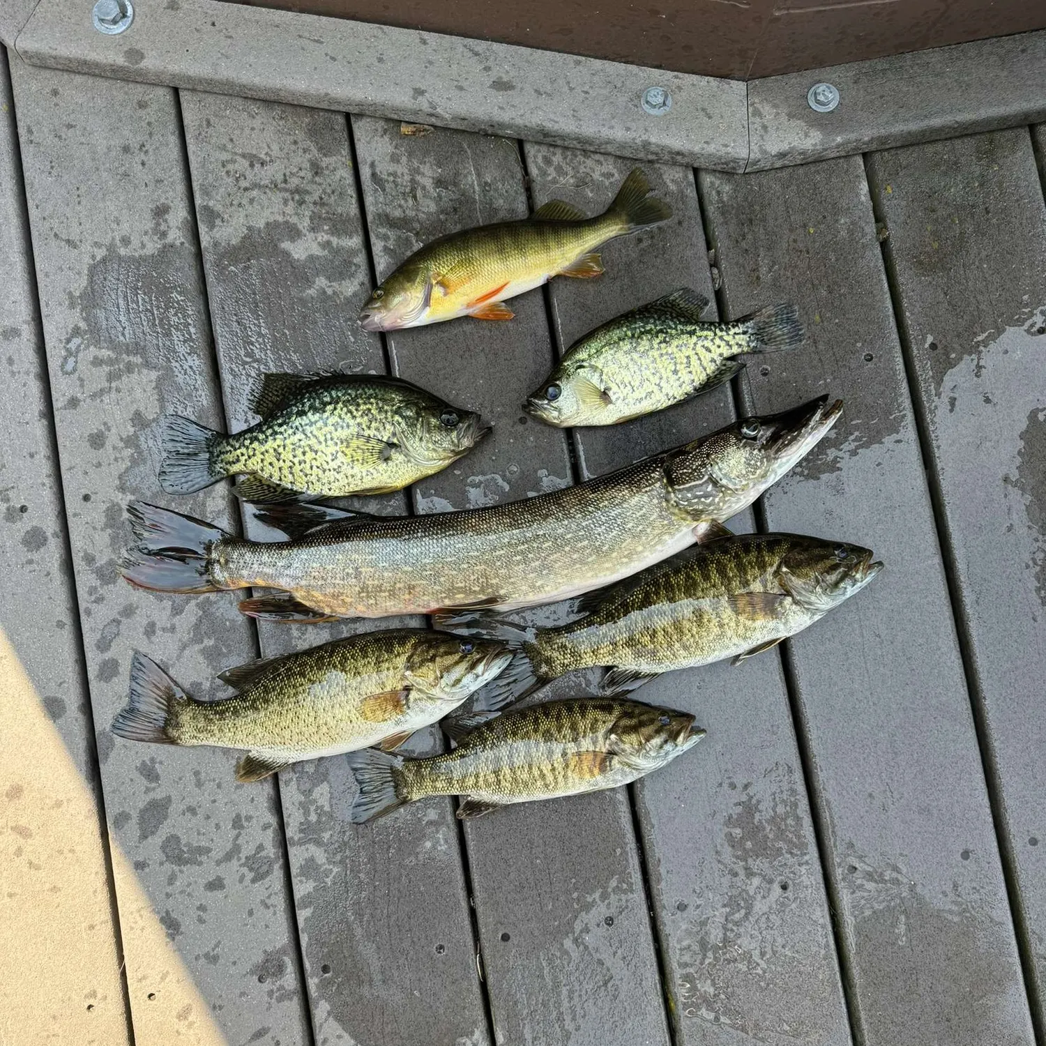 recently logged catches