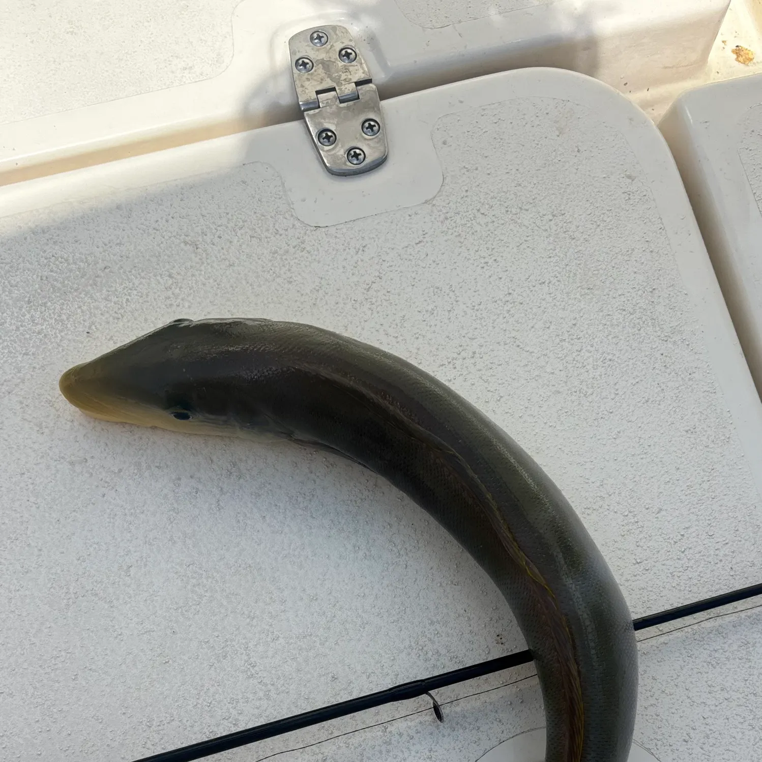 The most recent Sand tilefish catches on Fishbrain